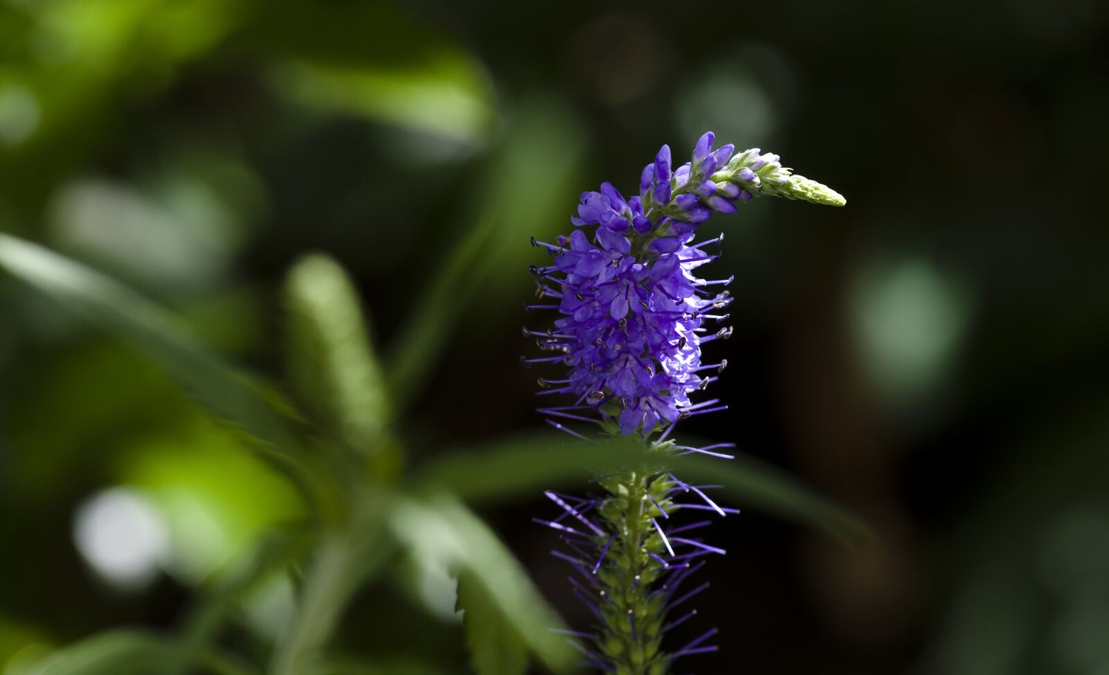 Pentax K-30 sample photo. Garden, blossom, bloom photography