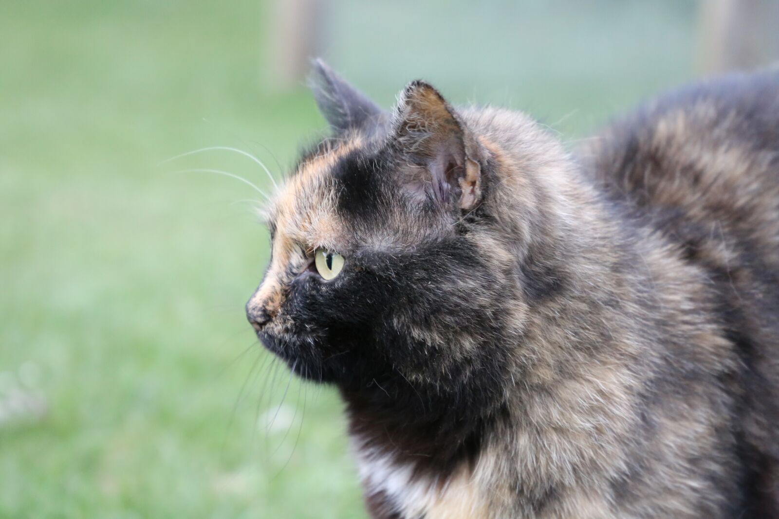 Canon EF 24-105mm F3.5-5.6 IS STM sample photo. Mammal, animal, cute photography