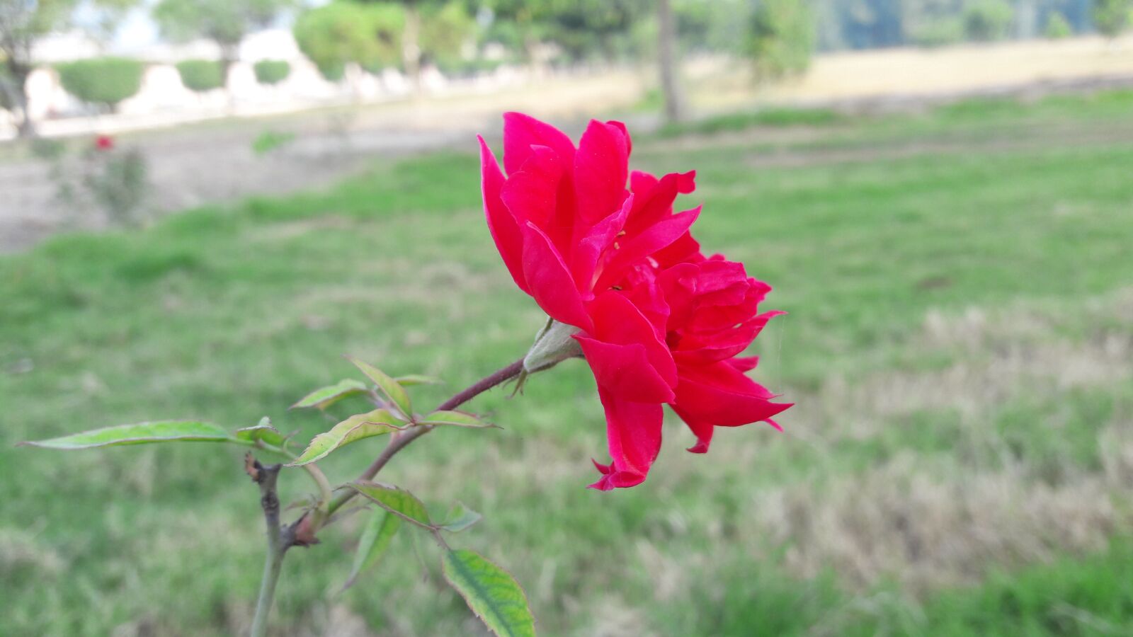 Samsung Galaxy J7 sample photo. Rose, gulab, roses photography