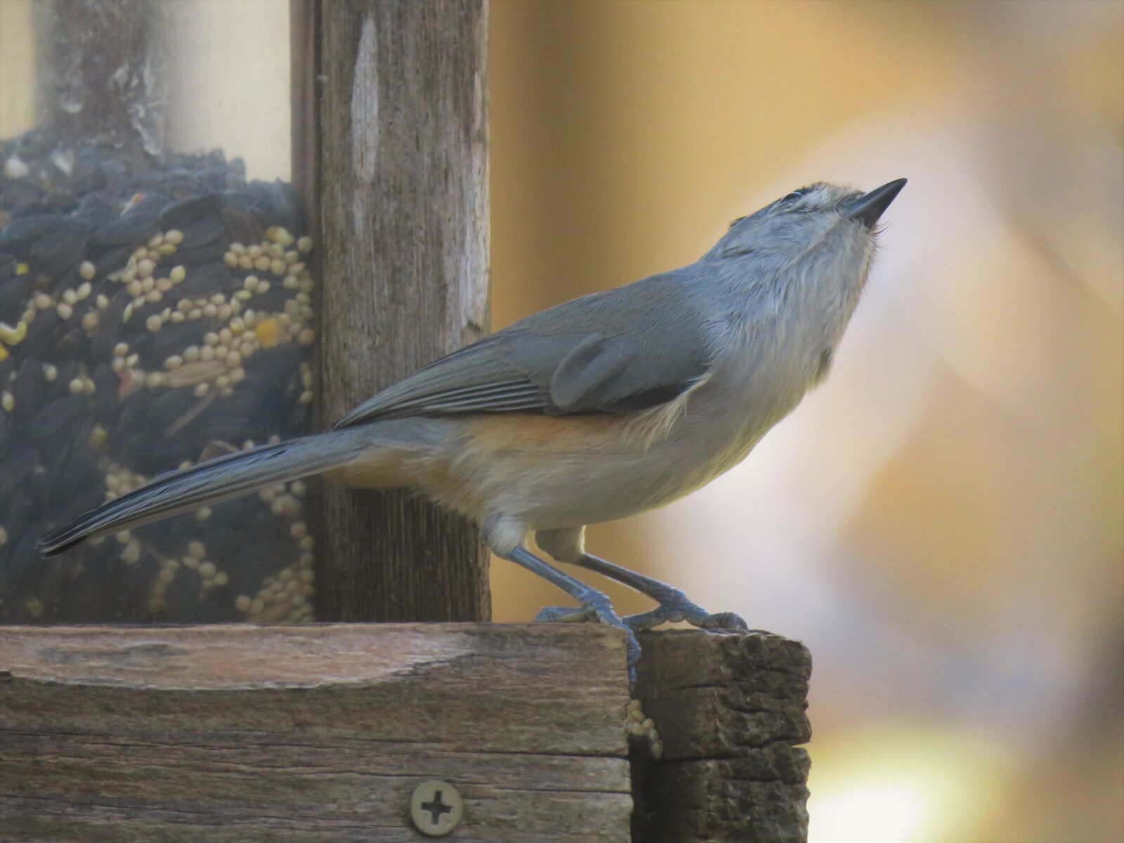 Canon PowerShot SX60 HS sample photo. Bird, wildlife, unusual photography