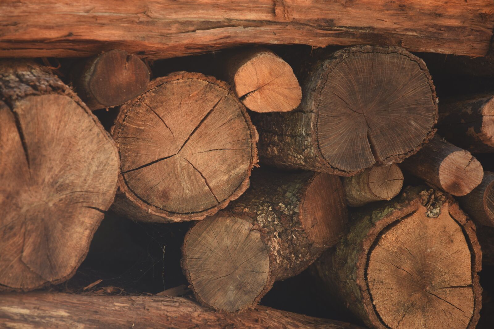 Nikon D3300 sample photo. Wood, winter, autumn photography