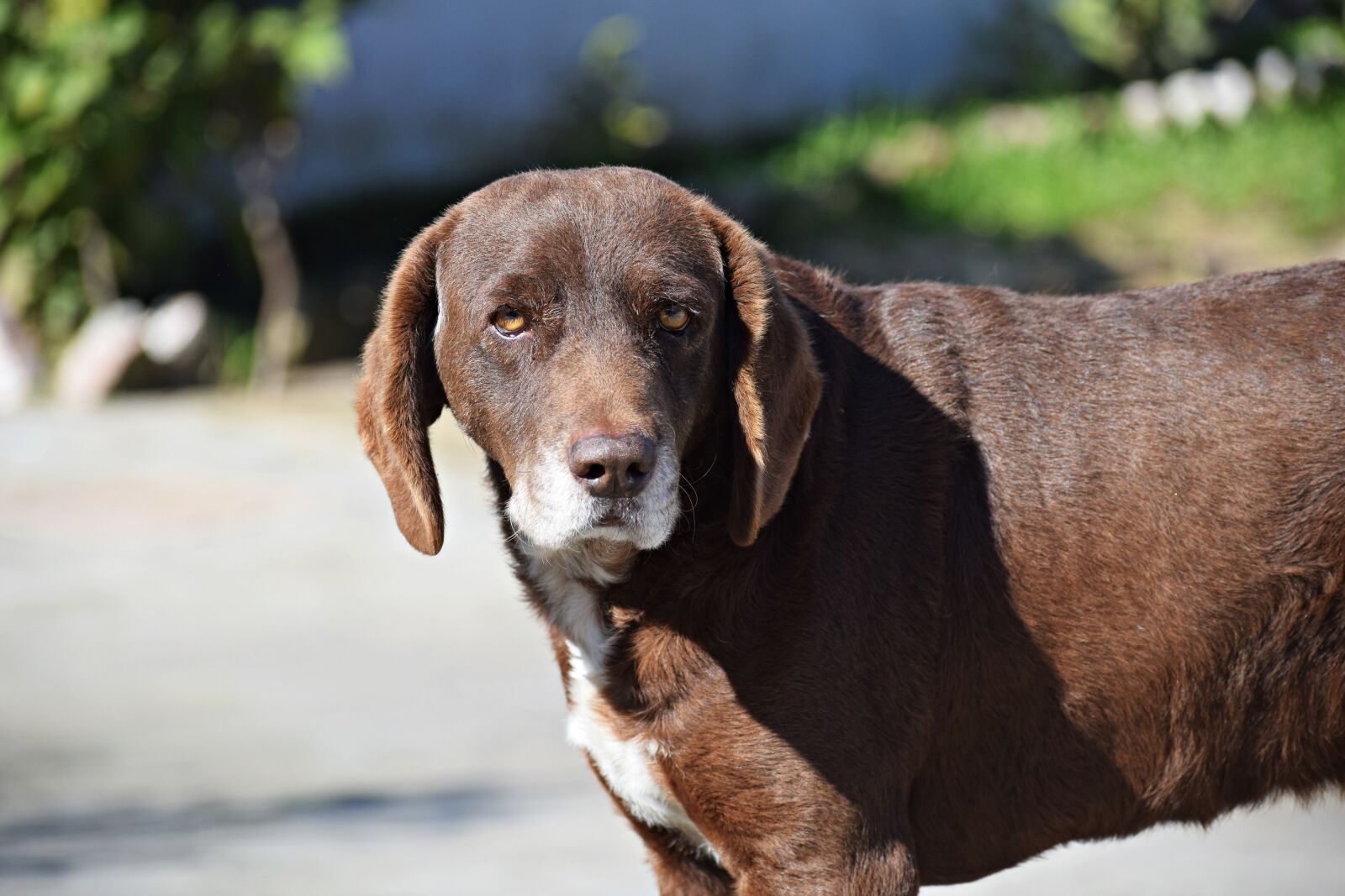 Nikon D3300 sample photo. Dog, pup, puppy photography