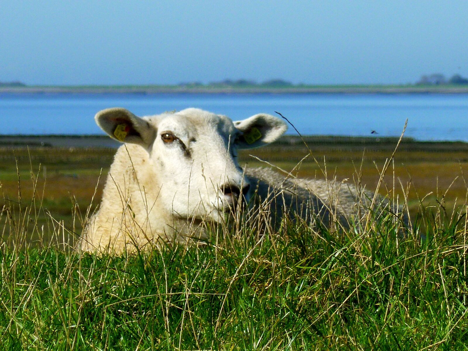 Panasonic DMC-FS37 sample photo. Sheep, lying sheep, exposed photography