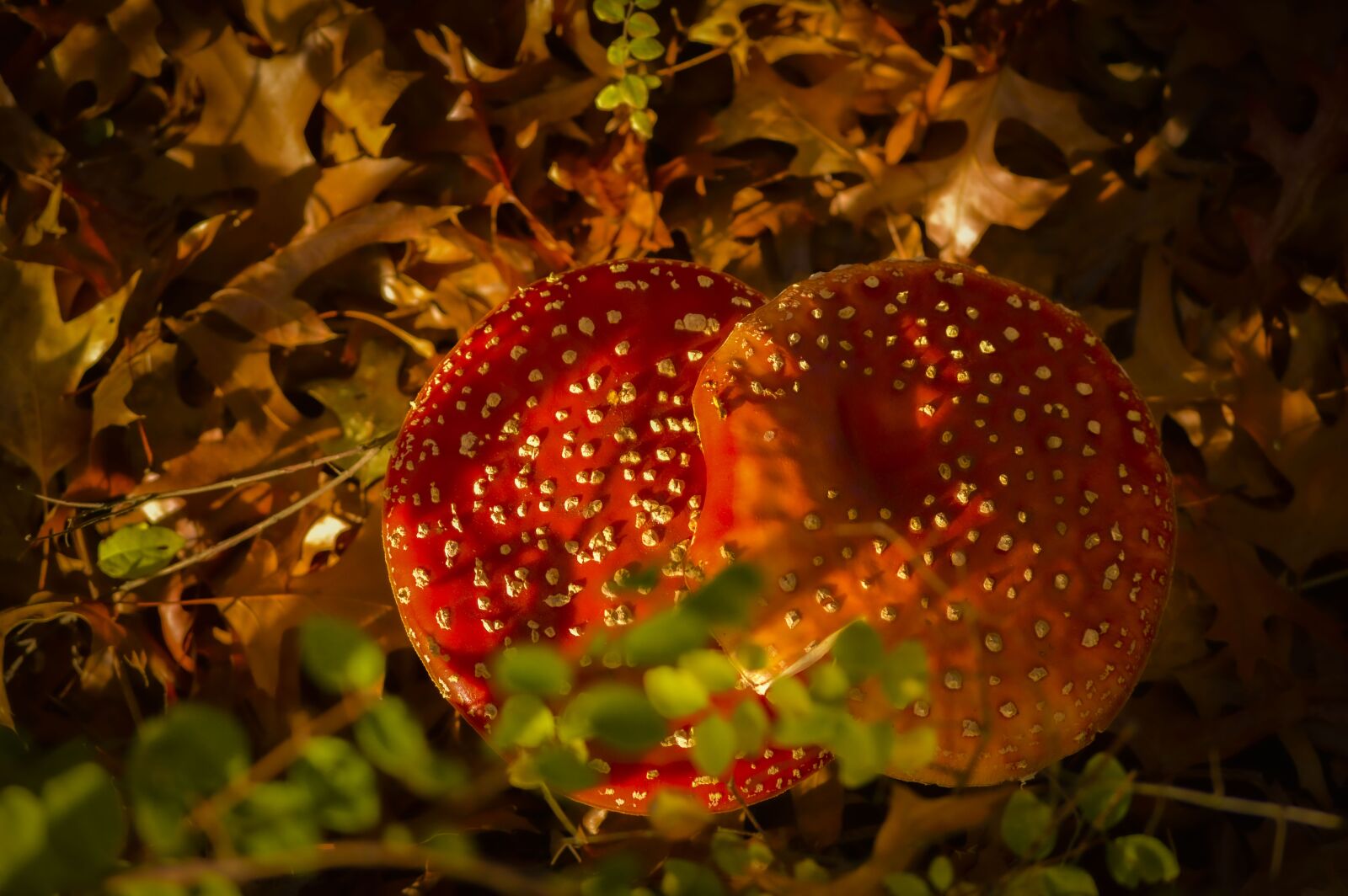 Nikon D3200 sample photo. Mushroom, mushrooms, nature photography