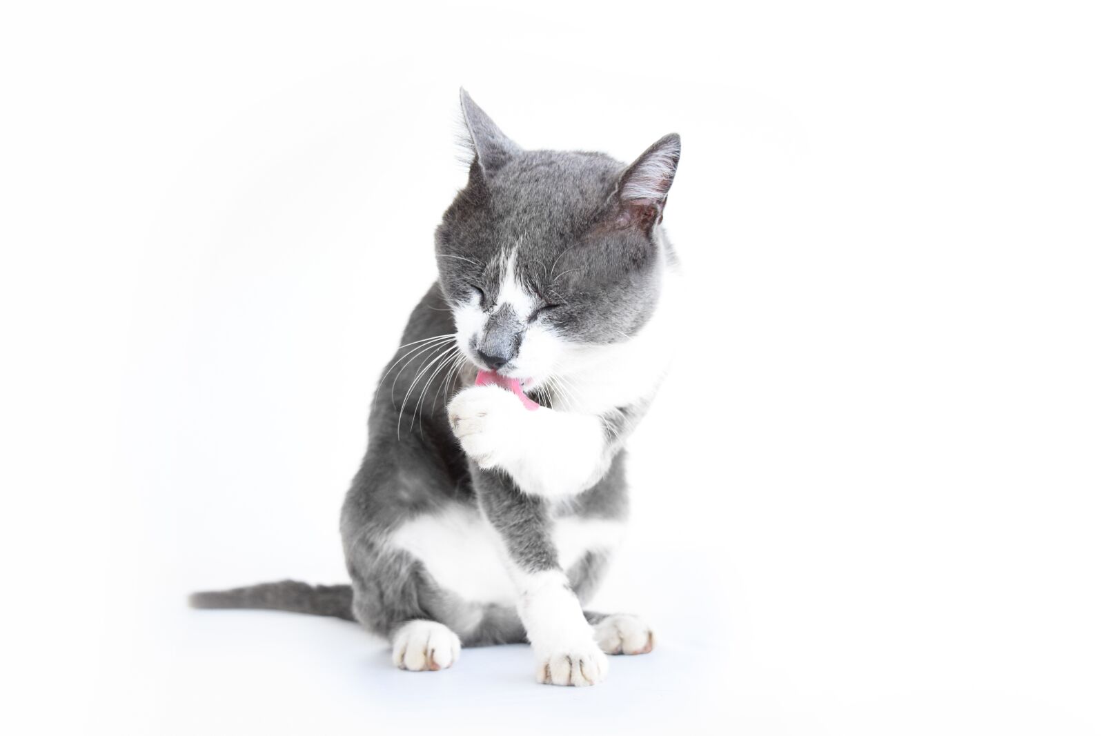 Nikon D5300 sample photo. Cat, pet, animal photography