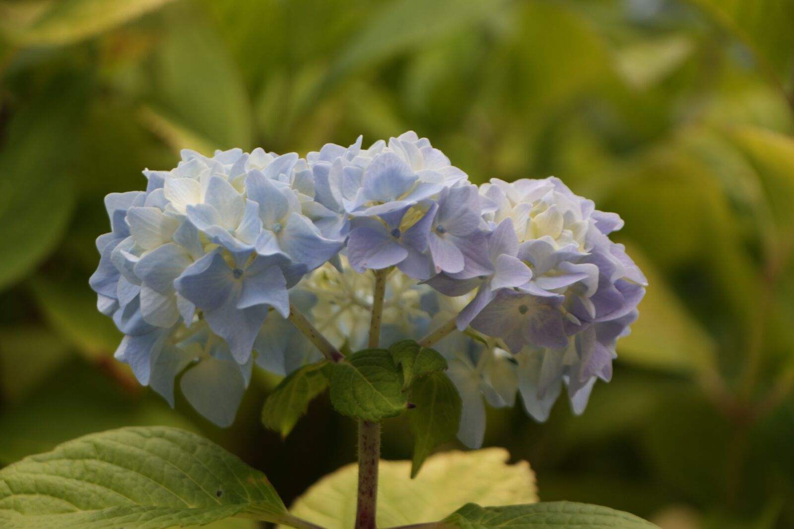 Canon EOS 650D (EOS Rebel T4i / EOS Kiss X6i) sample photo. Flower, hydrangea, blue photography