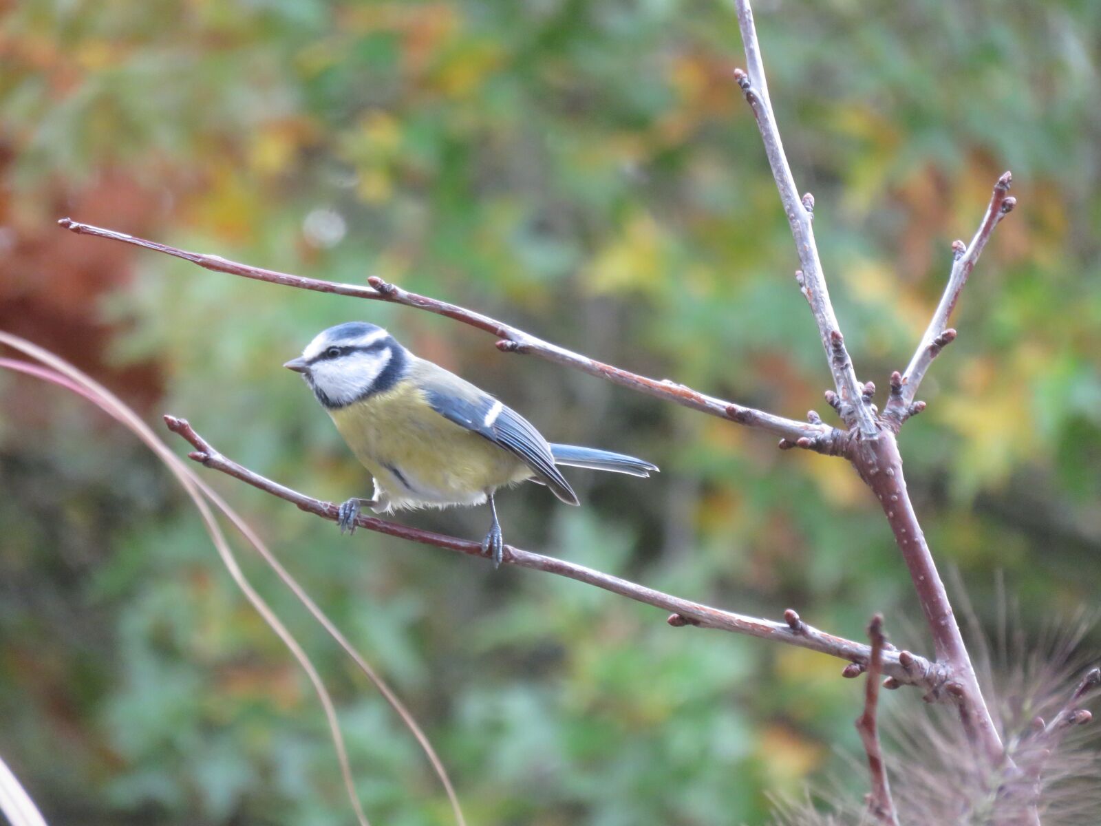 Canon PowerShot SX700 HS sample photo. Blue tit, bird, nature photography