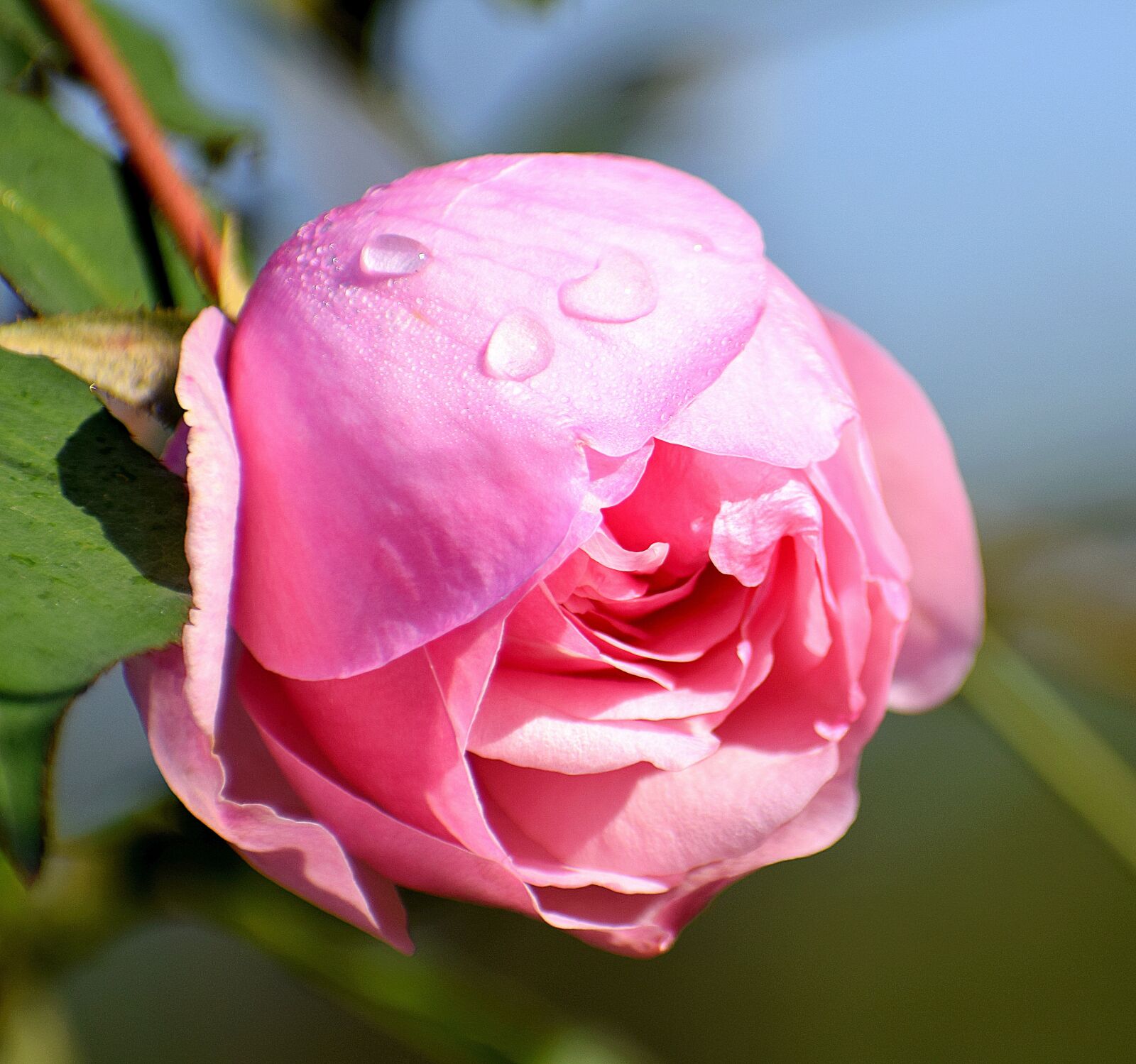 Nikon D3300 sample photo. Rose, flower, dew drops photography