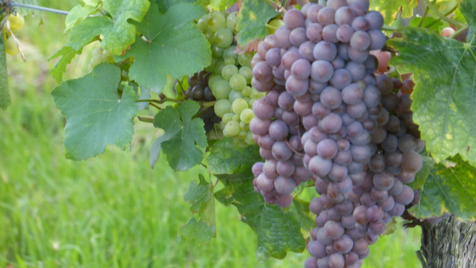 Panasonic DMC-TZ36 sample photo. Grape, vineyard, wine photography