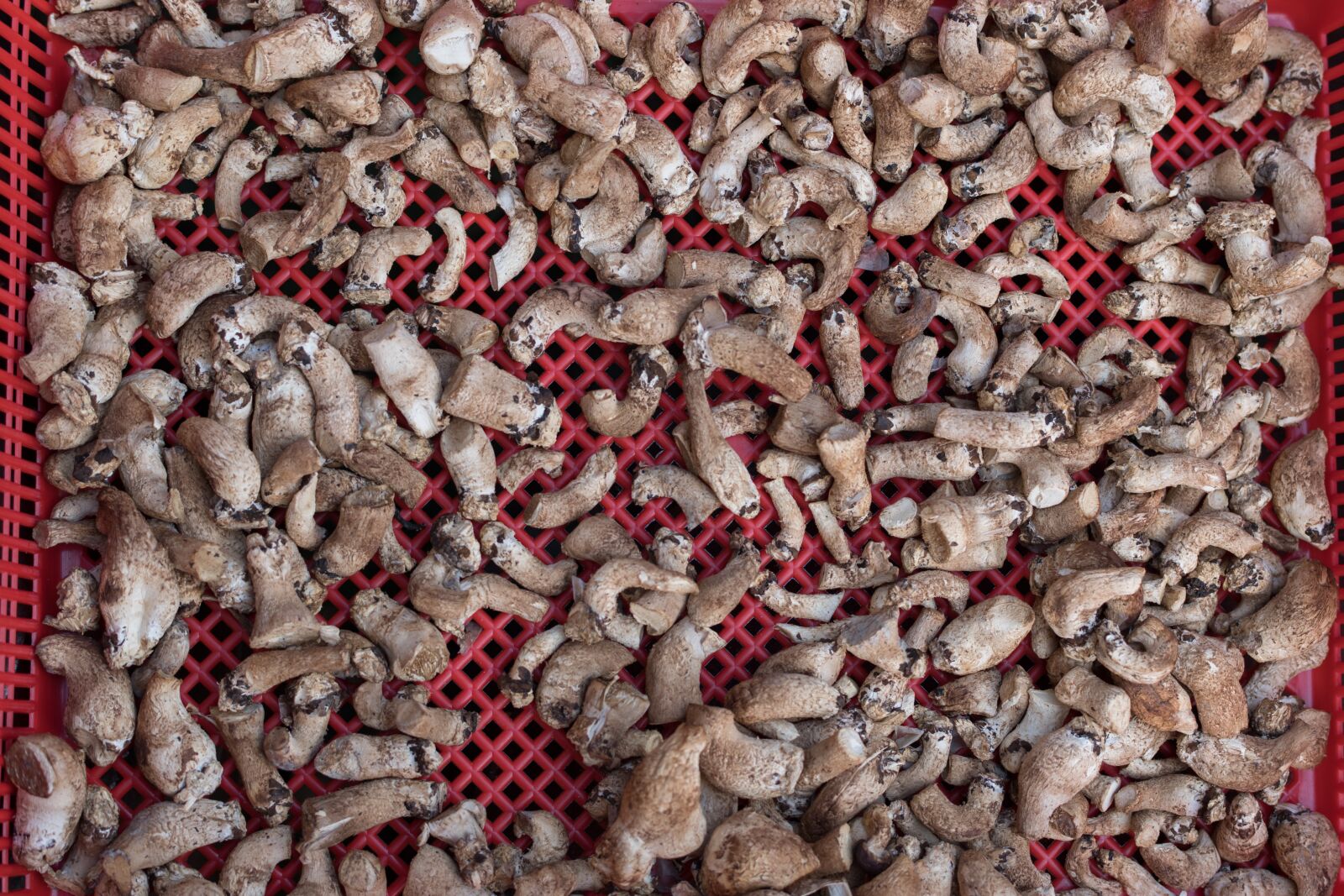 Nikon D5 sample photo. Mushroom, dry, korean photography