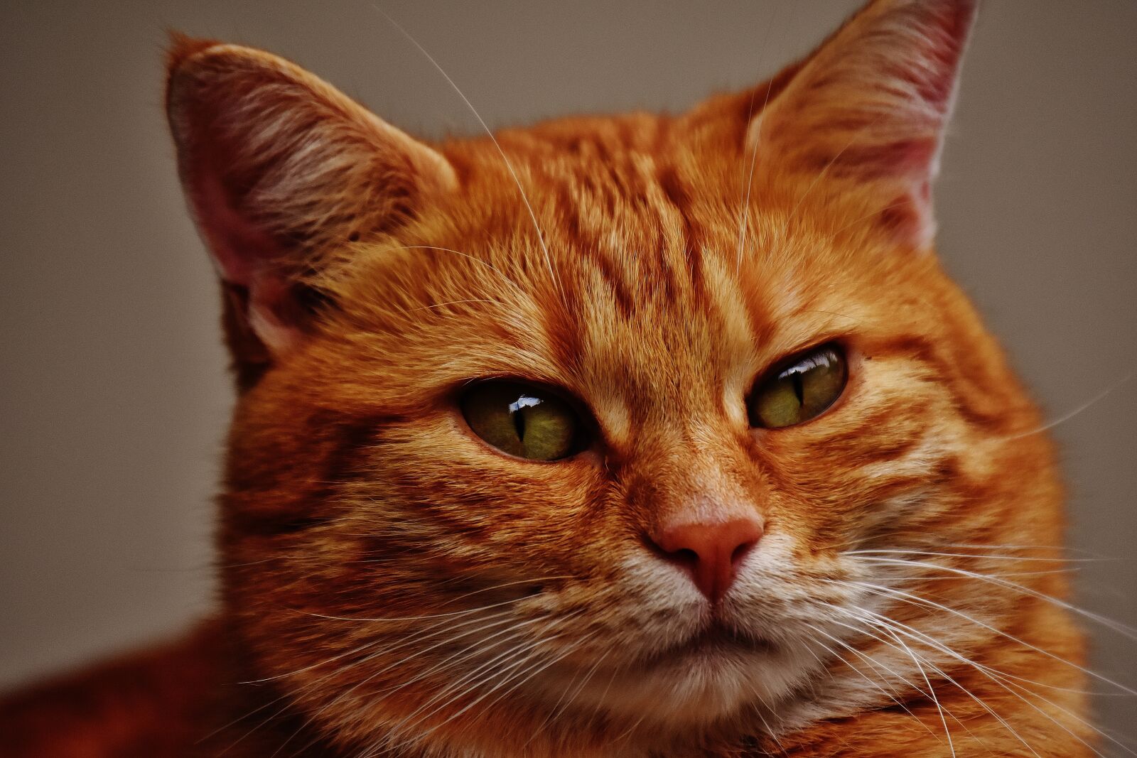 Nikon D7200 sample photo. Cat, red, cute photography