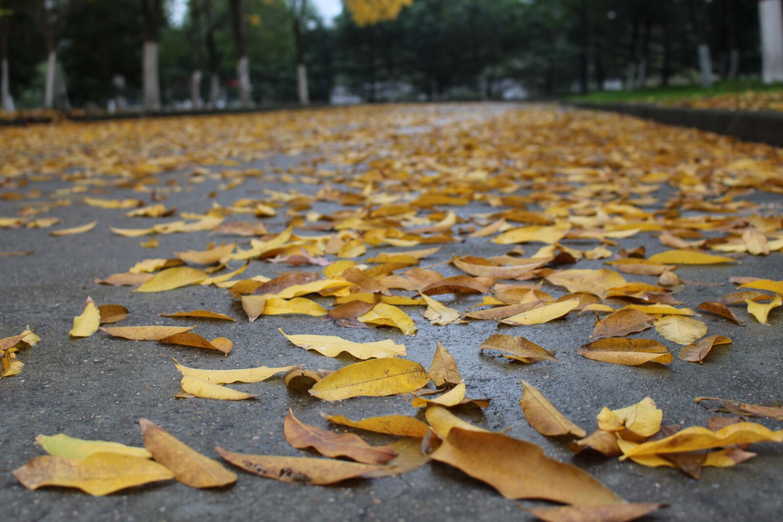 Canon EOS 700D (EOS Rebel T5i / EOS Kiss X7i) sample photo. Autumn, defoliation, lonely photography