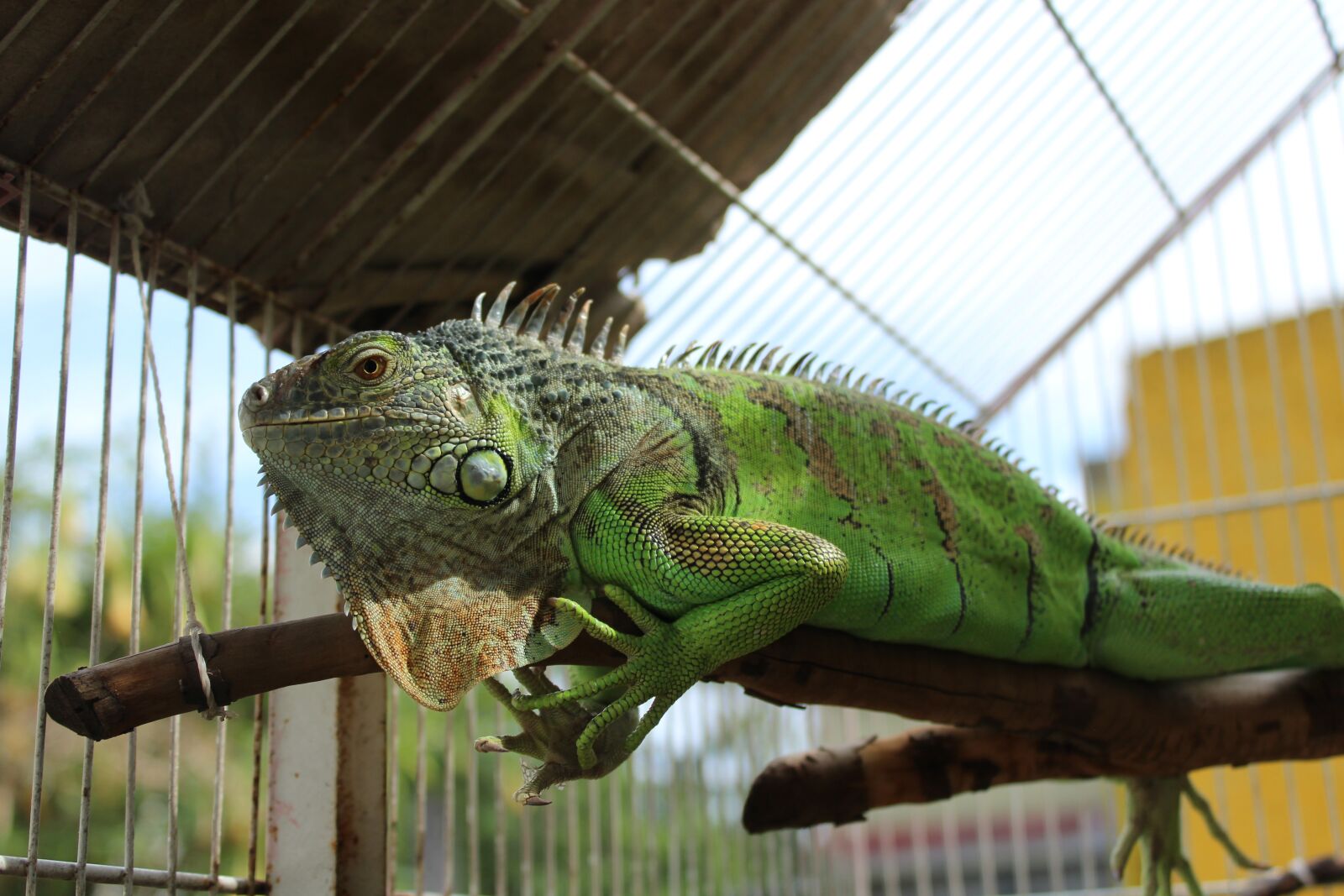 Canon EOS 1200D (EOS Rebel T5 / EOS Kiss X70 / EOS Hi) sample photo. Iguana, animal, reptiles photography
