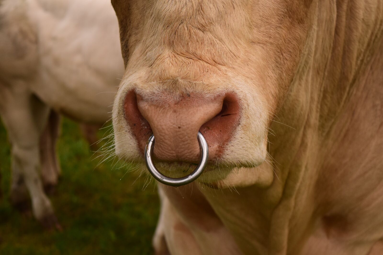 Nikon D3300 sample photo. Nose ring, bull, snout photography