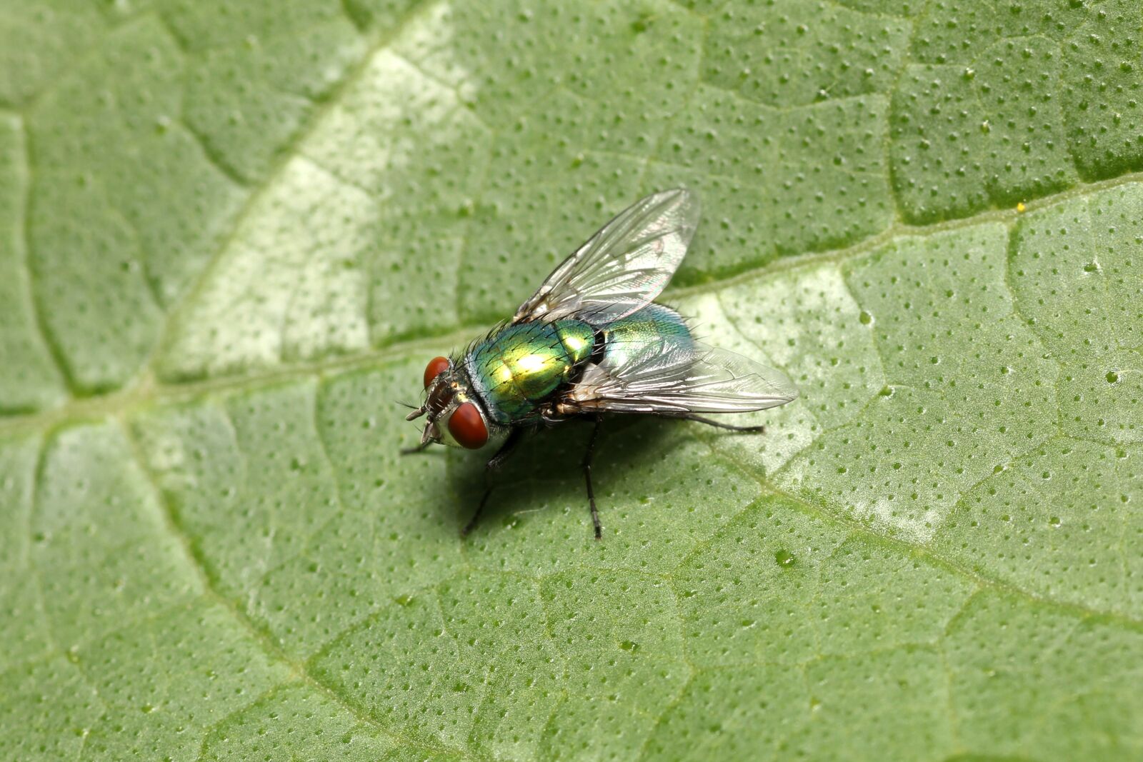 Canon EOS 60D sample photo. Fly, mosquito, insect photography