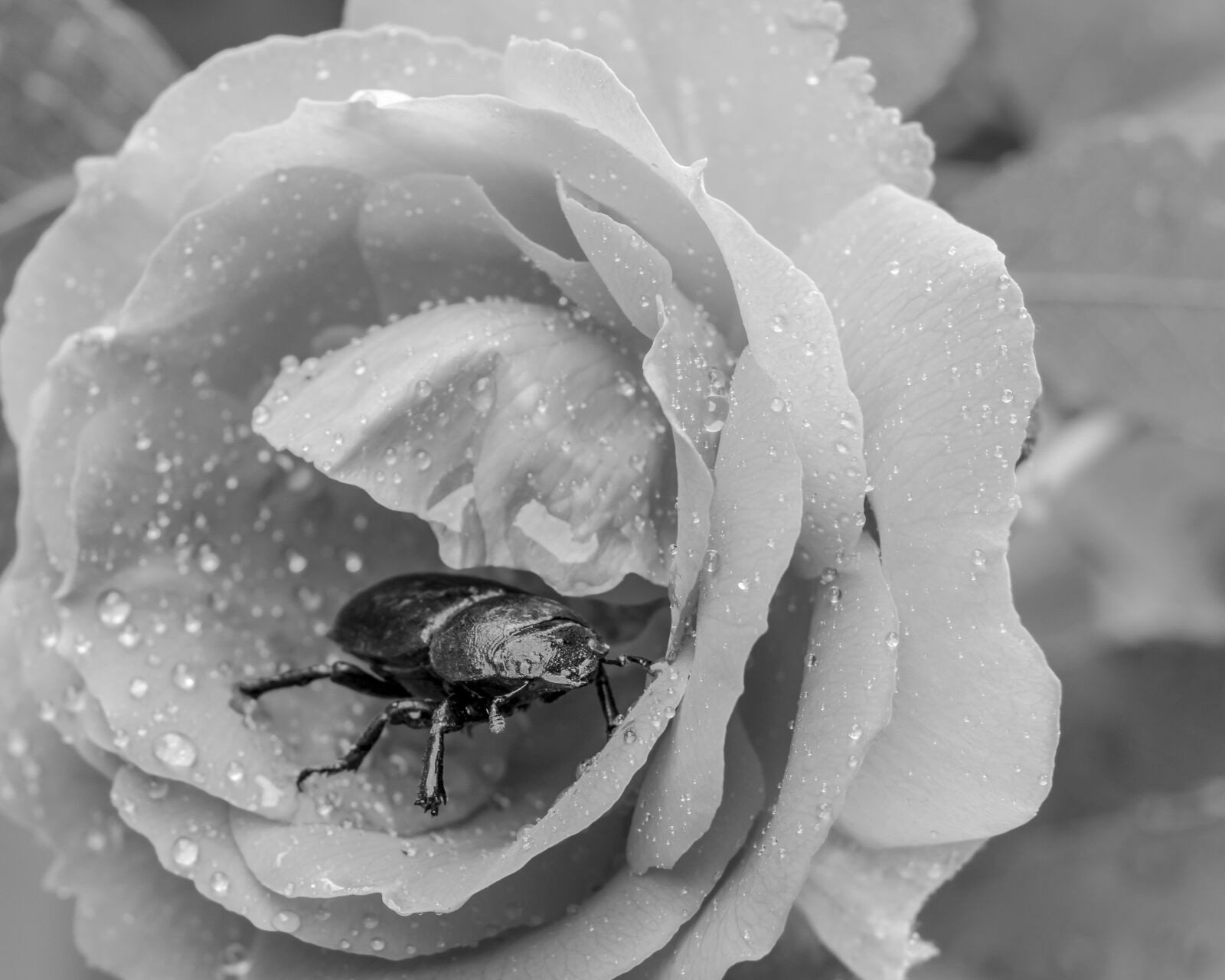 Canon EOS 70D sample photo. Animal, background, beautiful photography