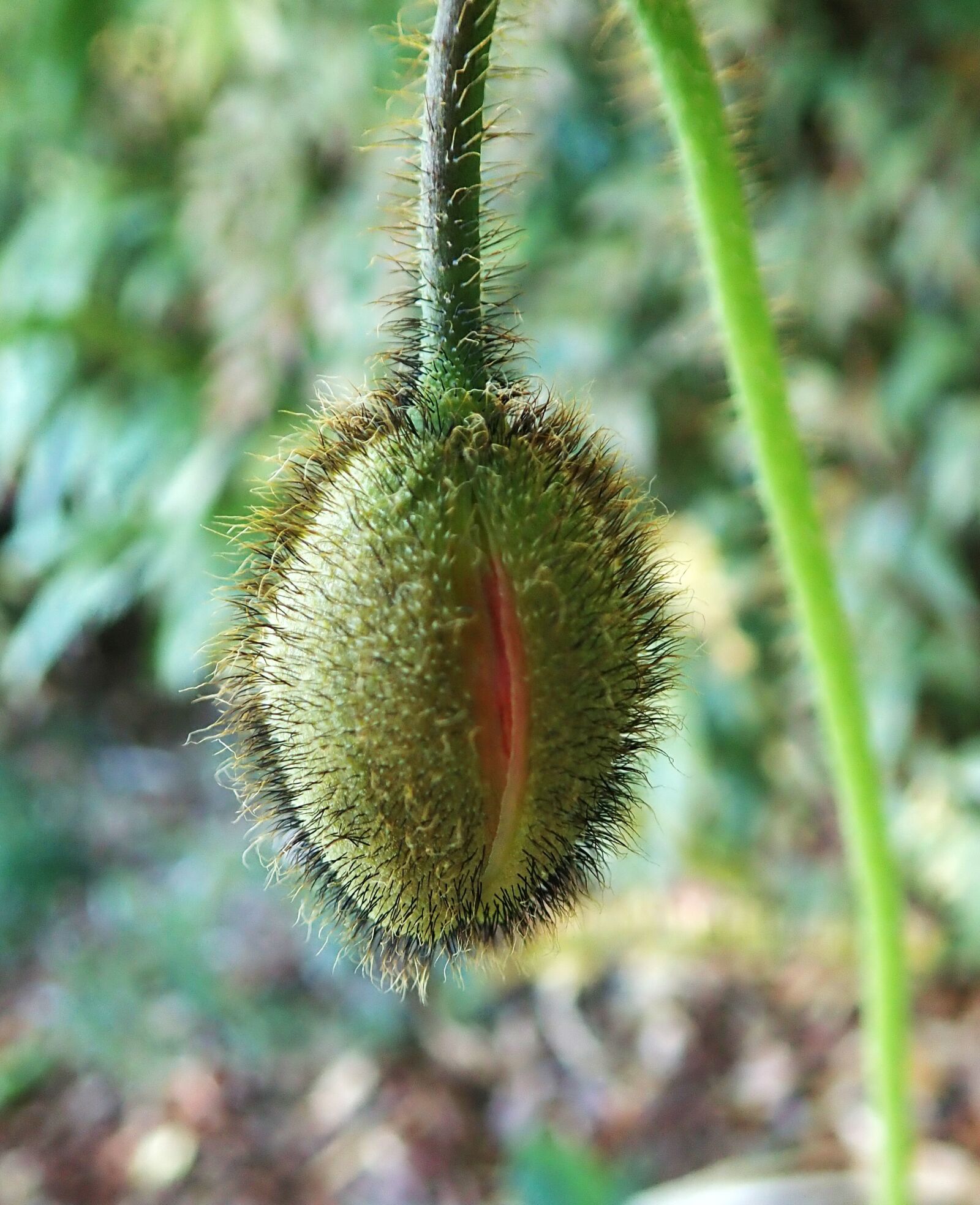 Olympus TG-5 sample photo. Bud, poppy, flower photography