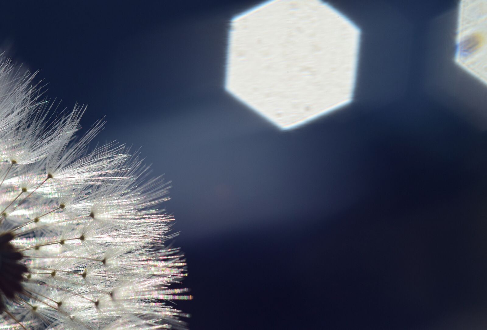 Nikon D3300 sample photo. Dandelion, backlighting, rays photography