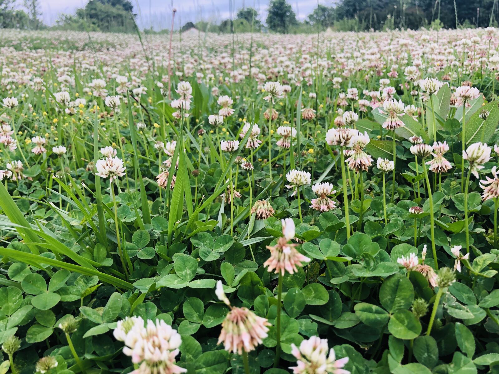 Apple iPhone 8 sample photo. Field, summer, flowers photography