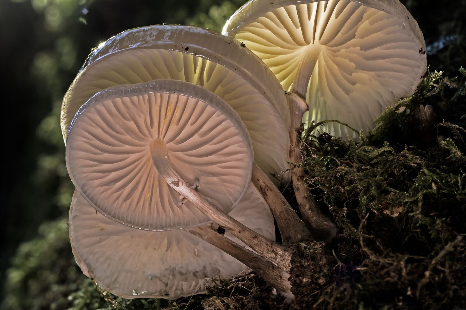 Canon EOS 7D sample photo. Book mucus oyster mushroom photography