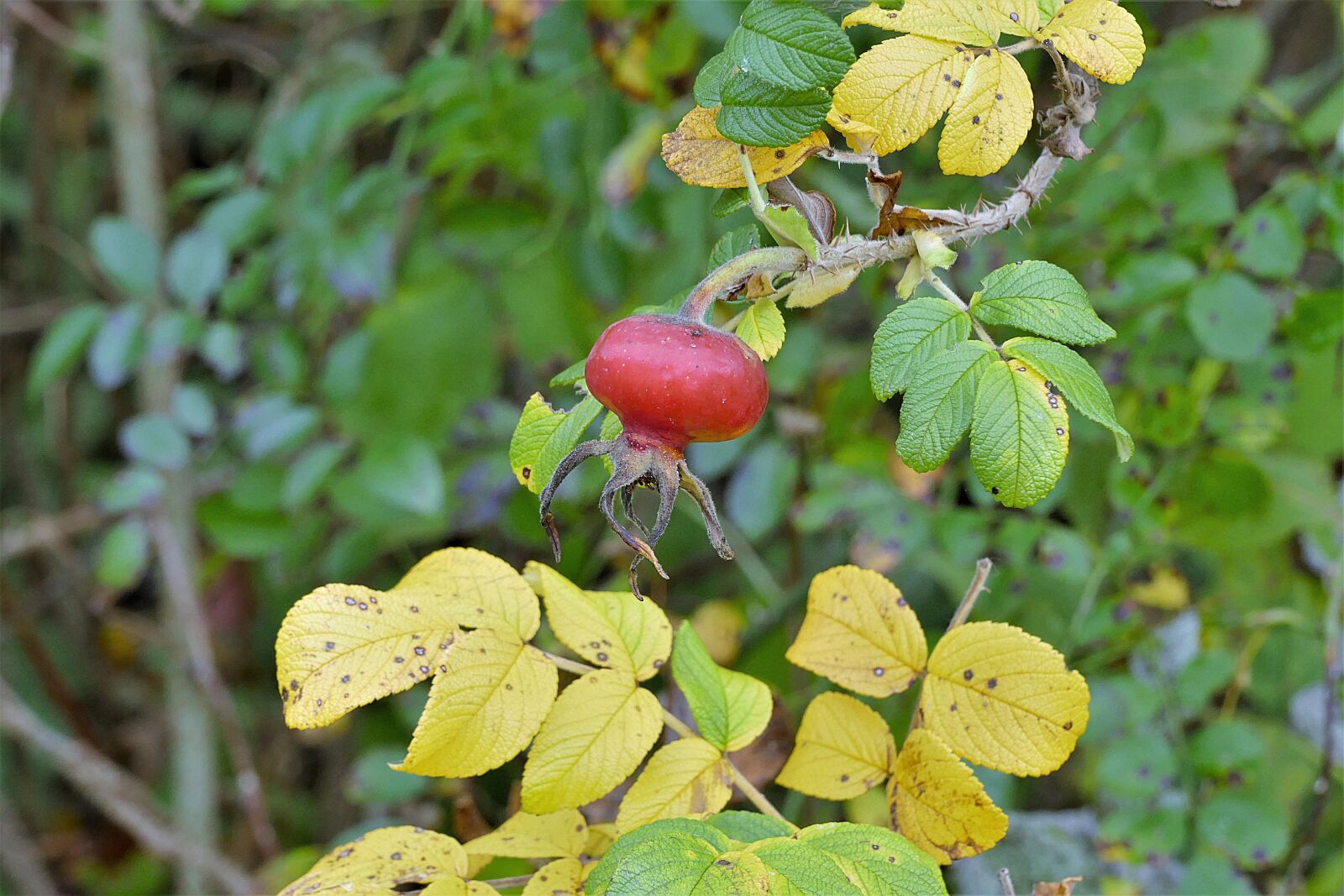 Panasonic Lumix DMC-FZ1000 sample photo. Rose hip, ross apple photography