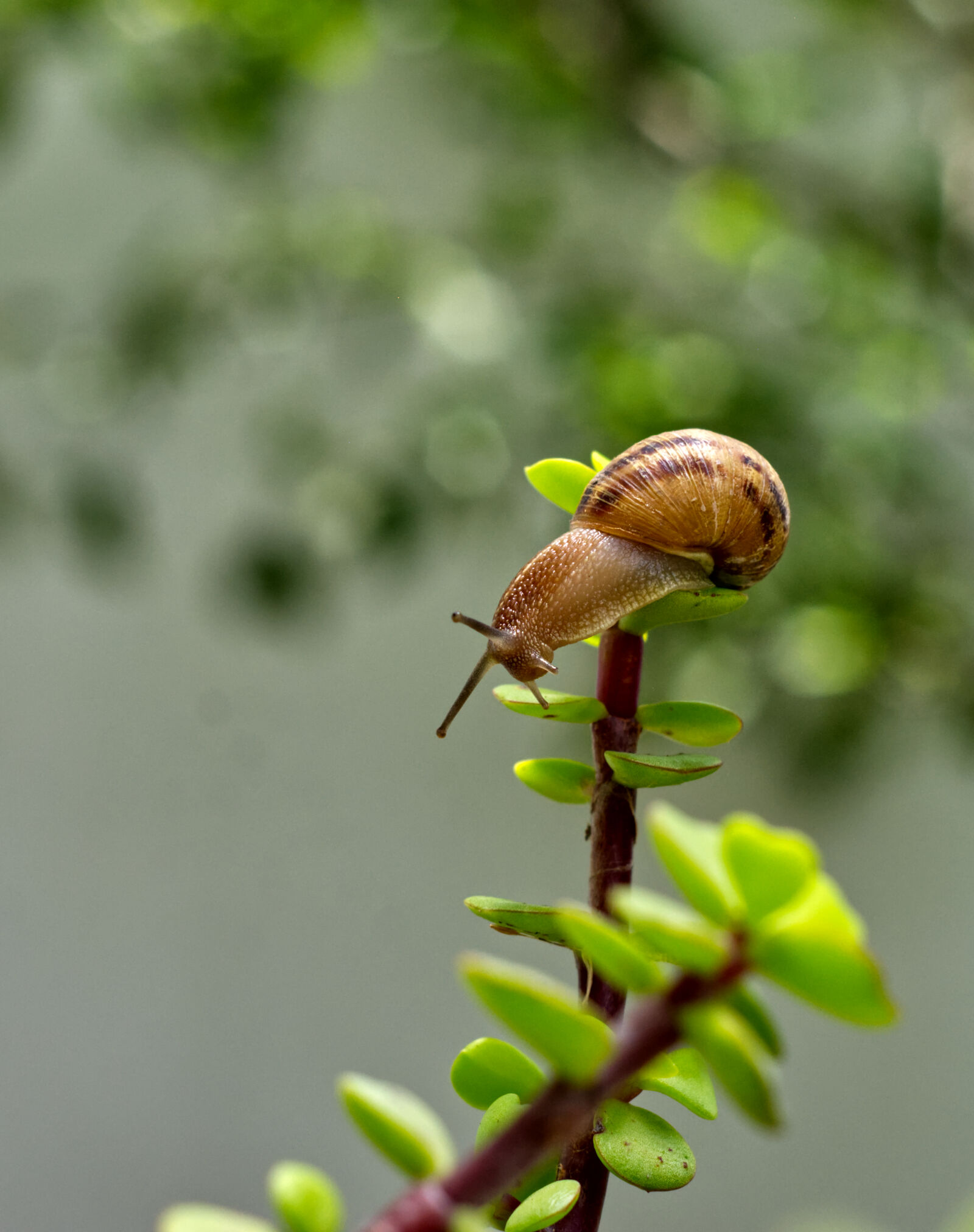 Nikon D7200 sample photo. Caracol serie 1 photography