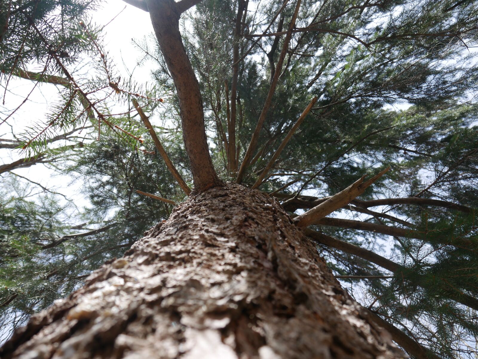 Panasonic Lumix DMC-G7 sample photo. Spruce, tree, nature photography