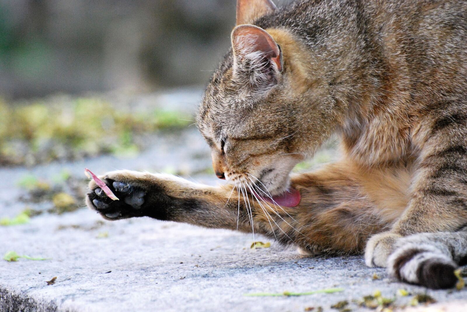 Nikon D60 sample photo. Cat, animal, pet photography