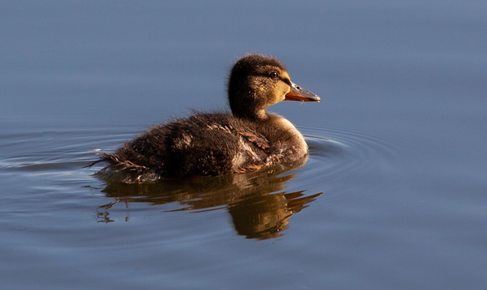 Canon EF 70-200mm F4L USM sample photo. Baby duck, duckling, duck photography