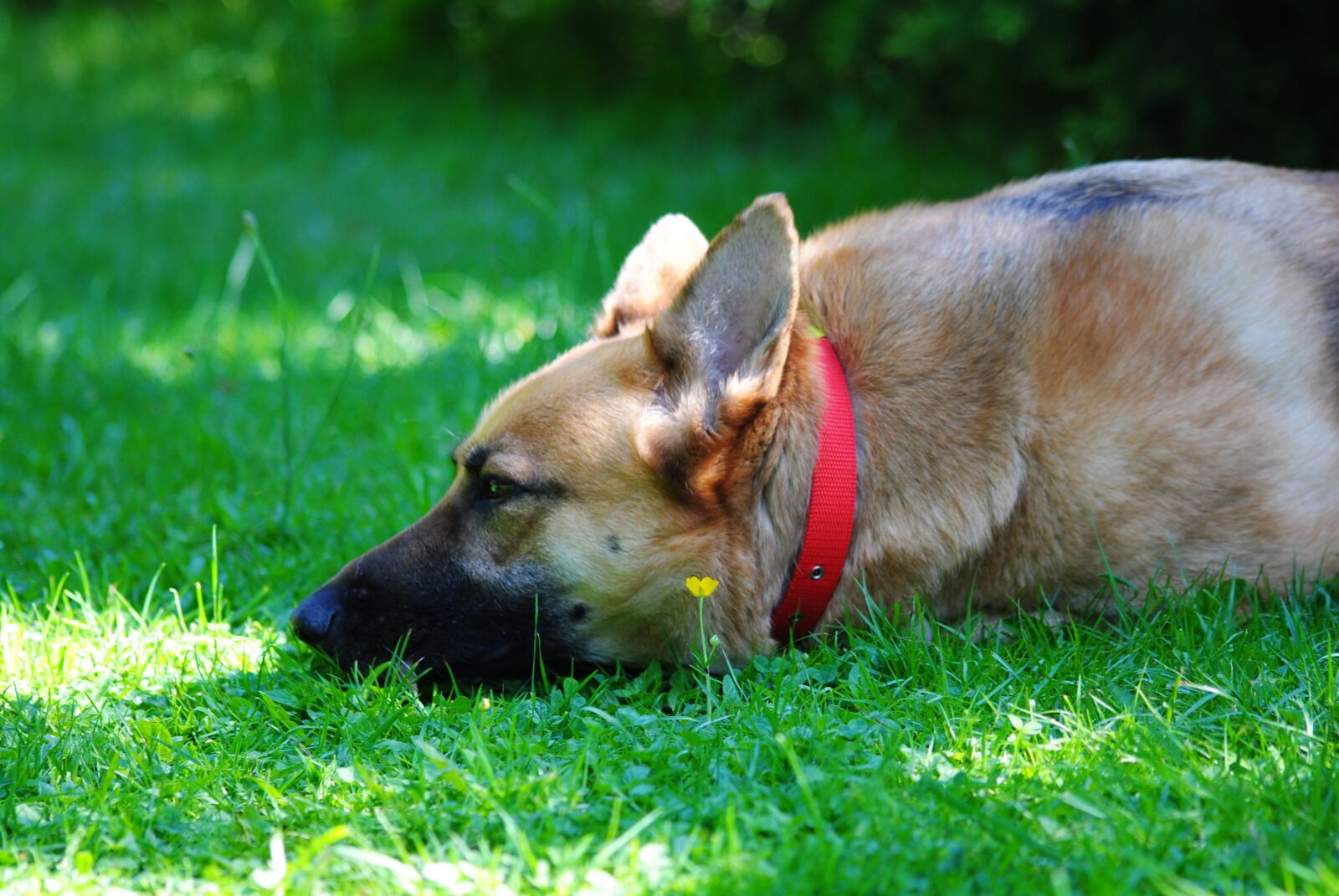 Nikon D3000 sample photo. Dog, sheep-dog, grass photography
