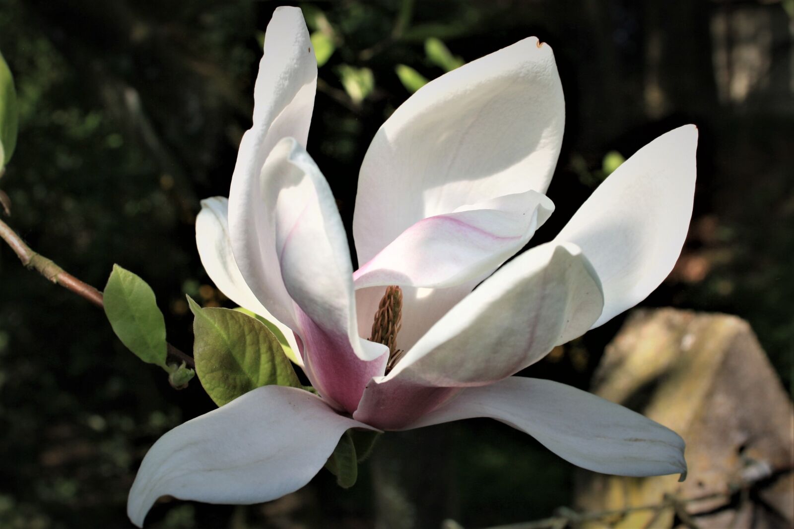 Canon EOS 1000D (EOS Digital Rebel XS / EOS Kiss F) sample photo. Blossom, bloom, white photography