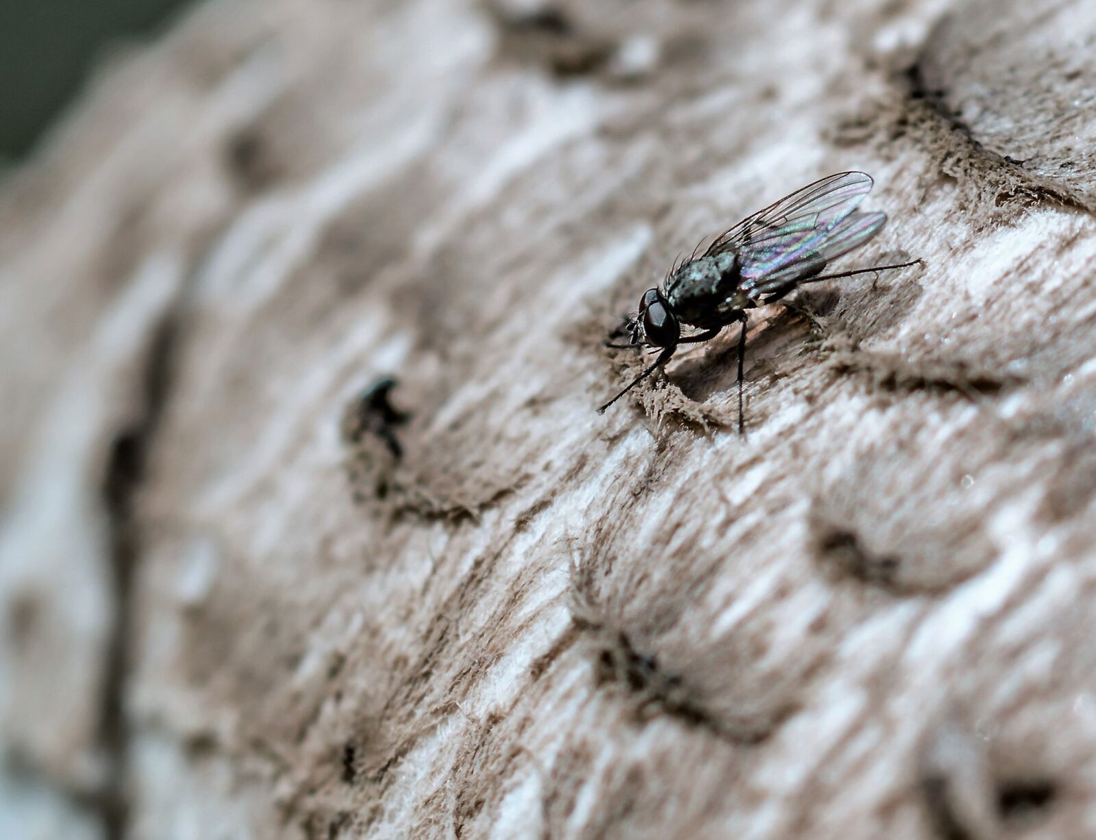 Tamron SP AF 60mm F2 Di II LD IF Macro sample photo. Fly, close up, insect photography