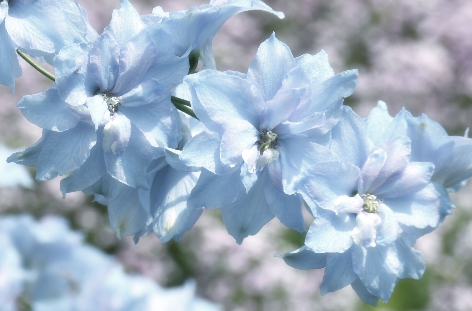 Nikon D5600 sample photo. Blue, flower, floral photography