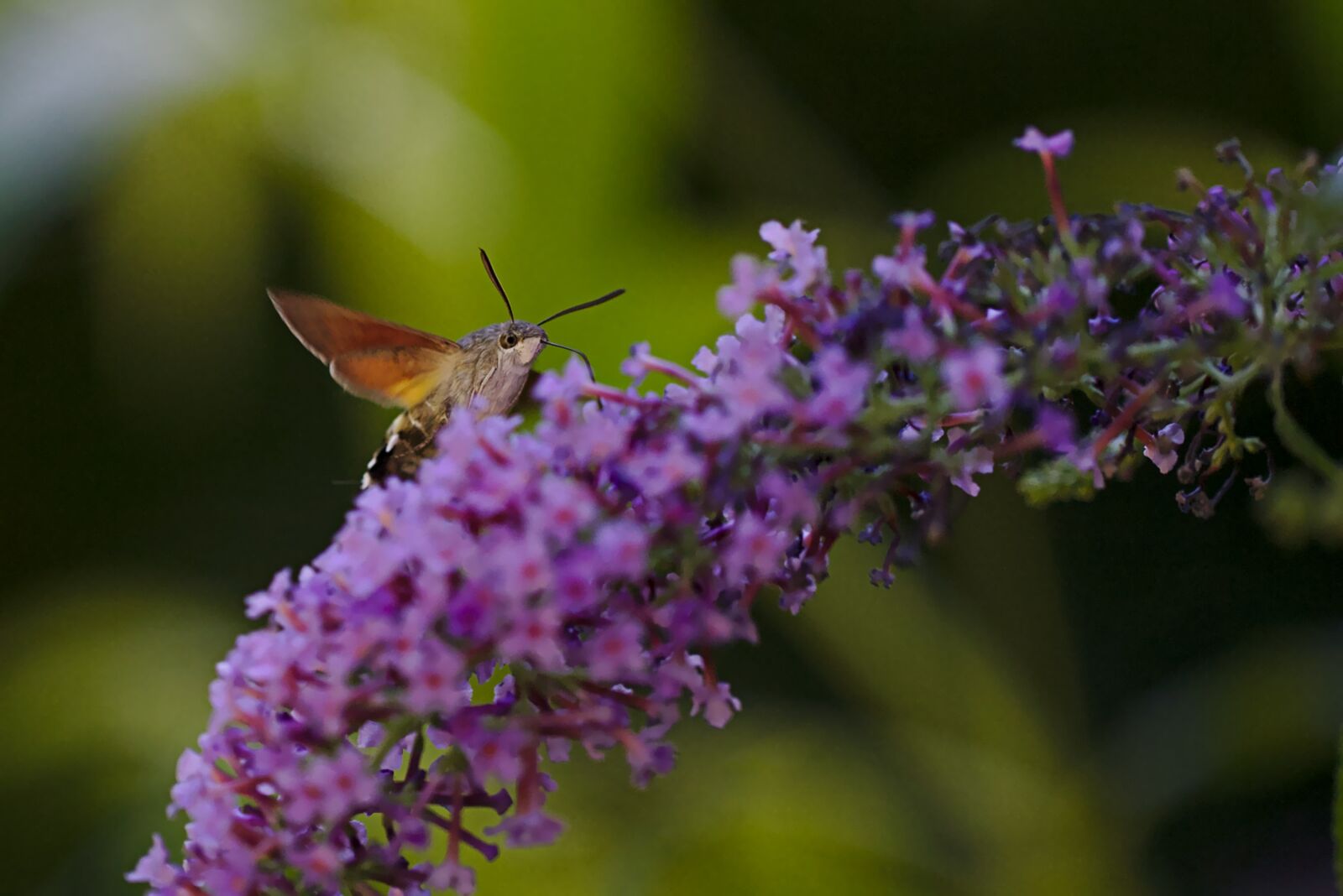 Canon EF 100mm F2.8L Macro IS USM sample photo. Summer lilac, hummingbird moths photography