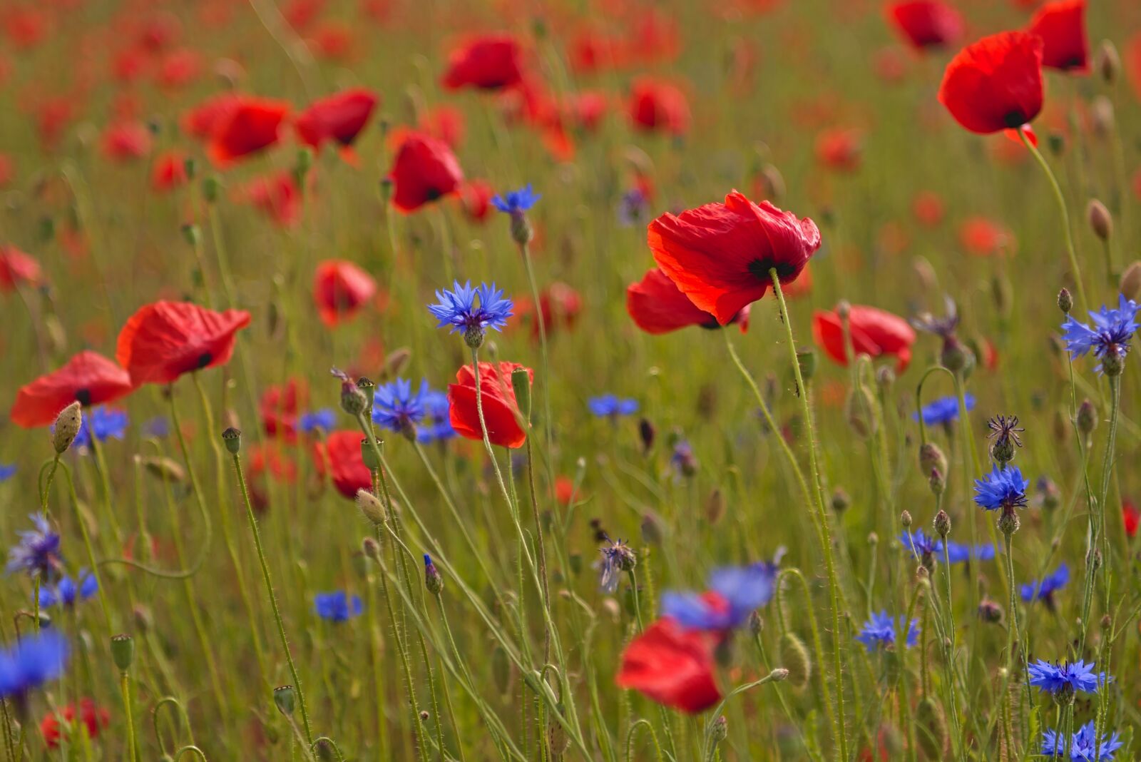 Nikon D5600 sample photo. Poppies, poppy field, cornflowers photography