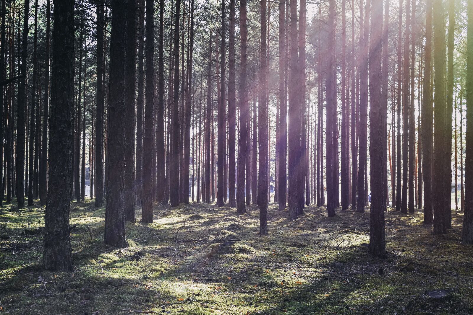 Nikon D7200 sample photo. Sun rays, sunbeams, forest photography