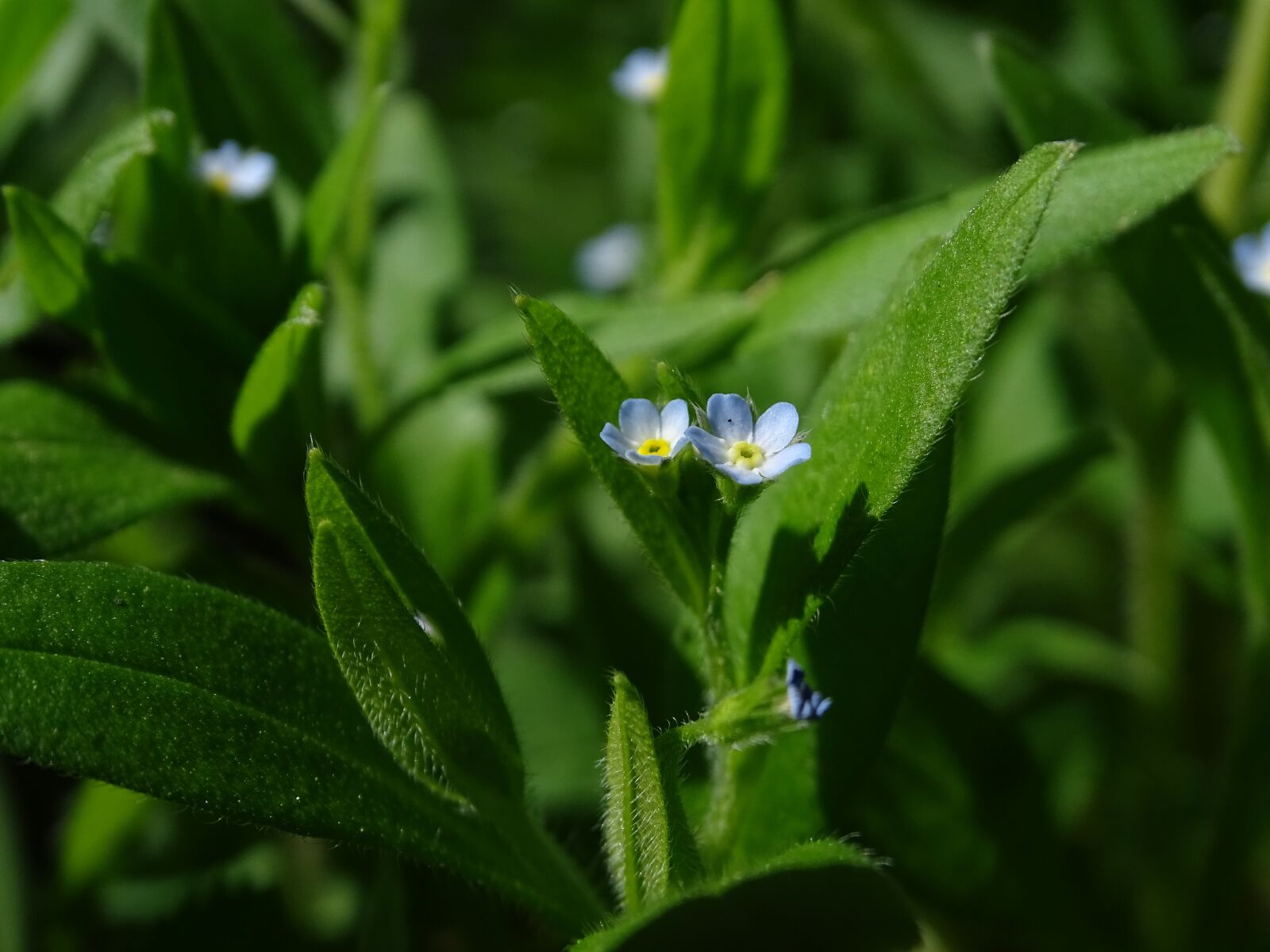 Sony Cyber-shot DSC-HX400V sample photo. Forget-me-nots, grass, flower photography