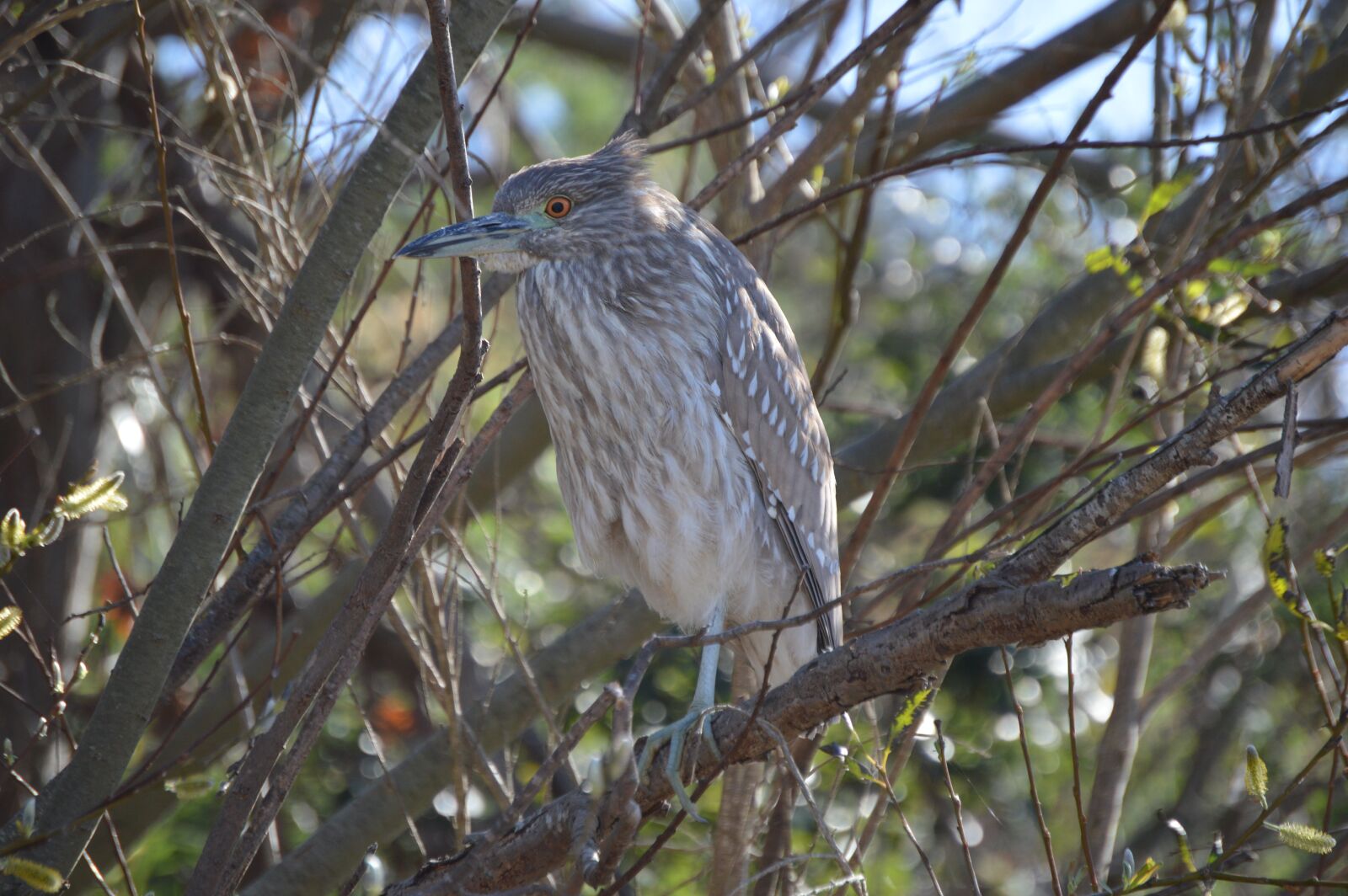 Nikon D3200 sample photo. Black-crowned night-heron, heron, avian photography
