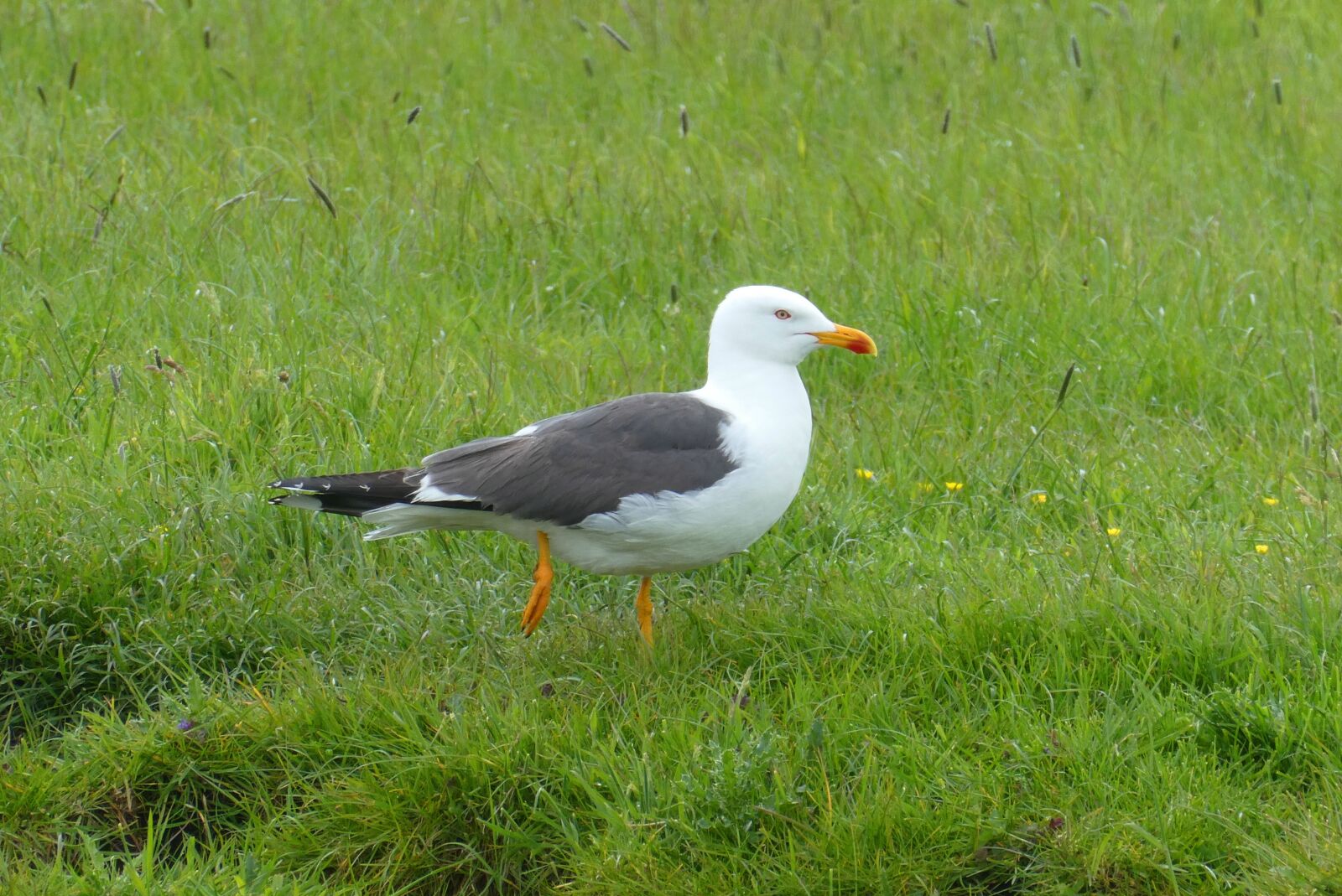 Panasonic Lumix DC-ZS70 (Lumix DC-TZ90) sample photo. Seagull, bird, feathers photography