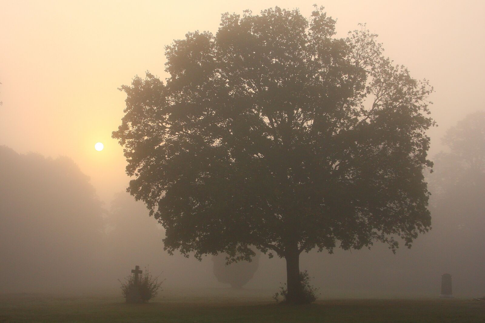 Canon EOS 40D sample photo. Misty, morning, tree photography