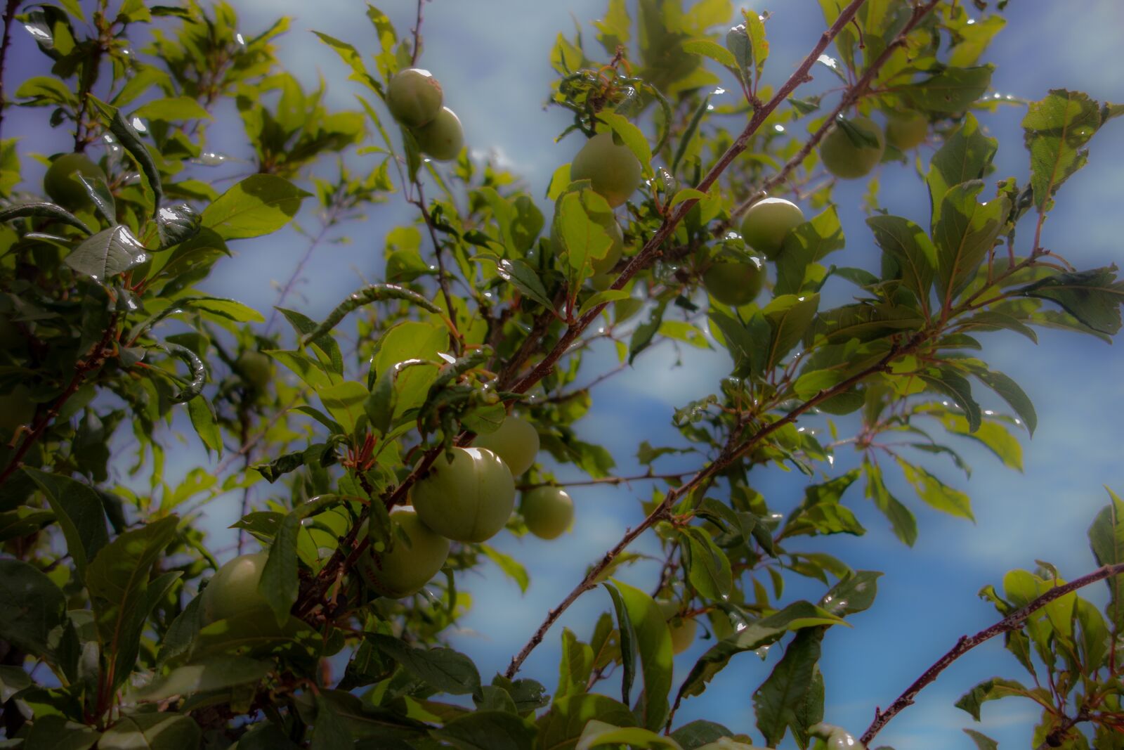 Sony Cyber-shot DSC-RX100 sample photo. Apricot, fruit, harvest photography
