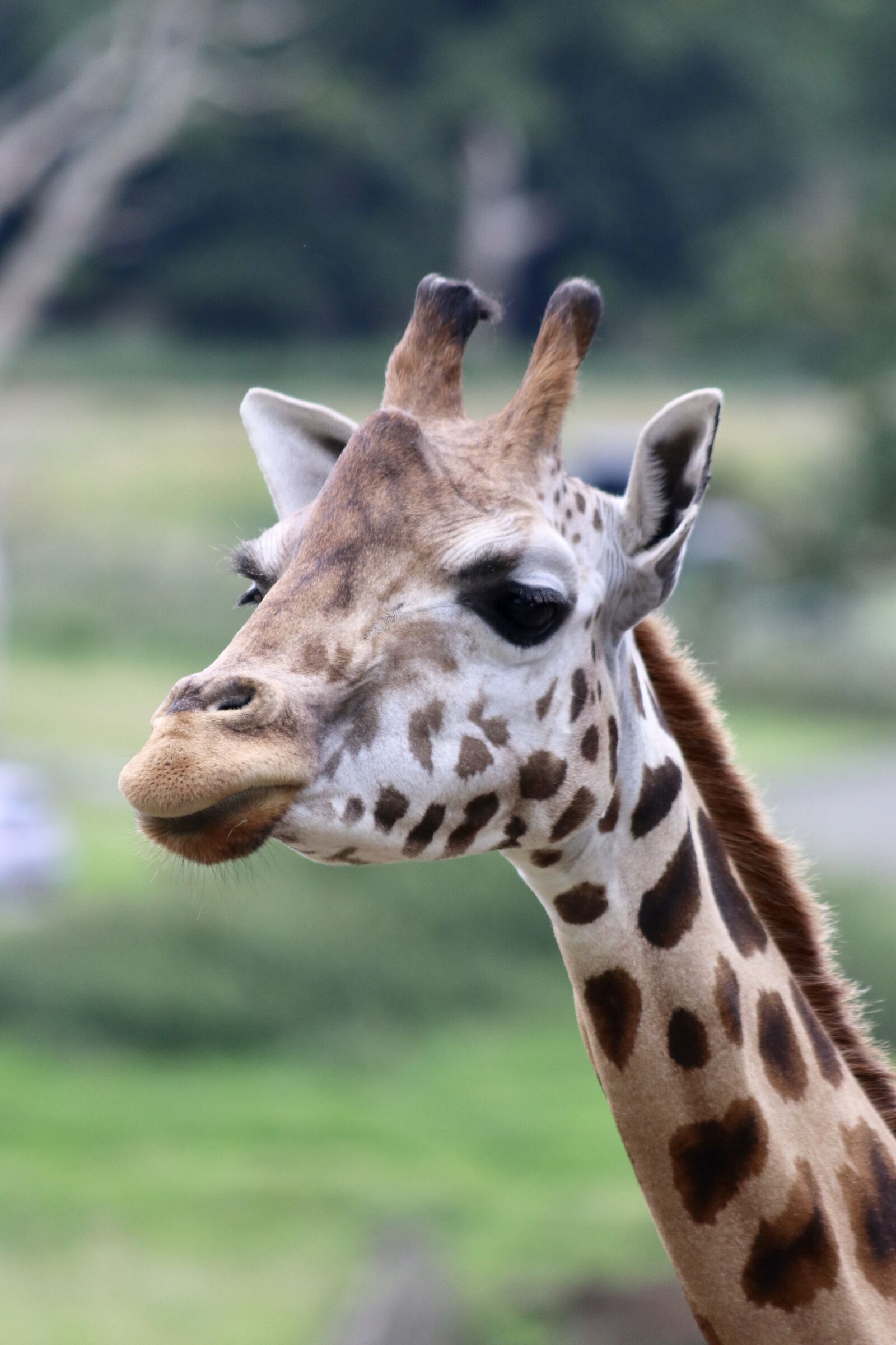 Canon EF 70-300mm F4-5.6 IS USM sample photo. Giraffe, giraffe head, wildlife photography