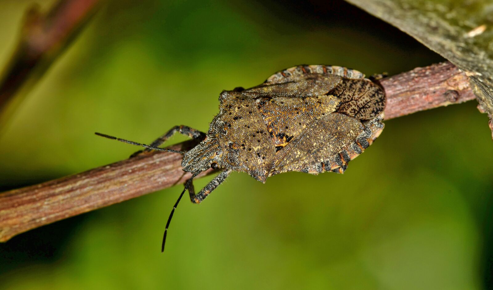 Nikon D5300 sample photo. Bug, stink bug, rough photography