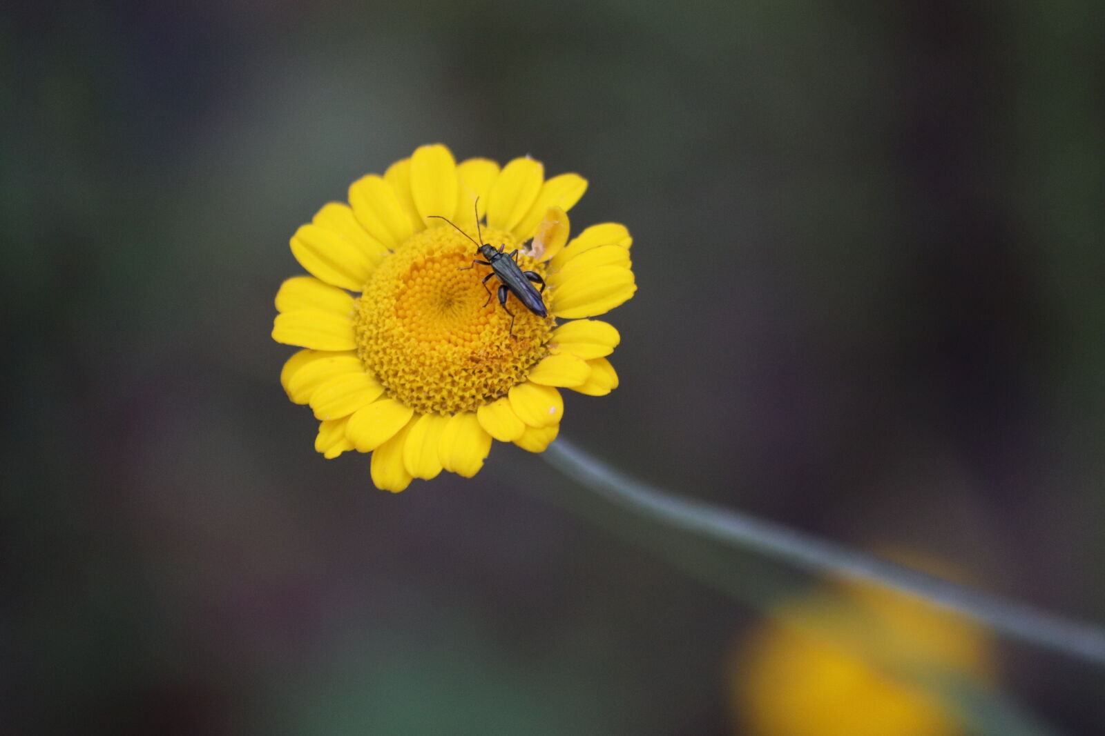 Canon EOS 77D (EOS 9000D / EOS 770D) sample photo