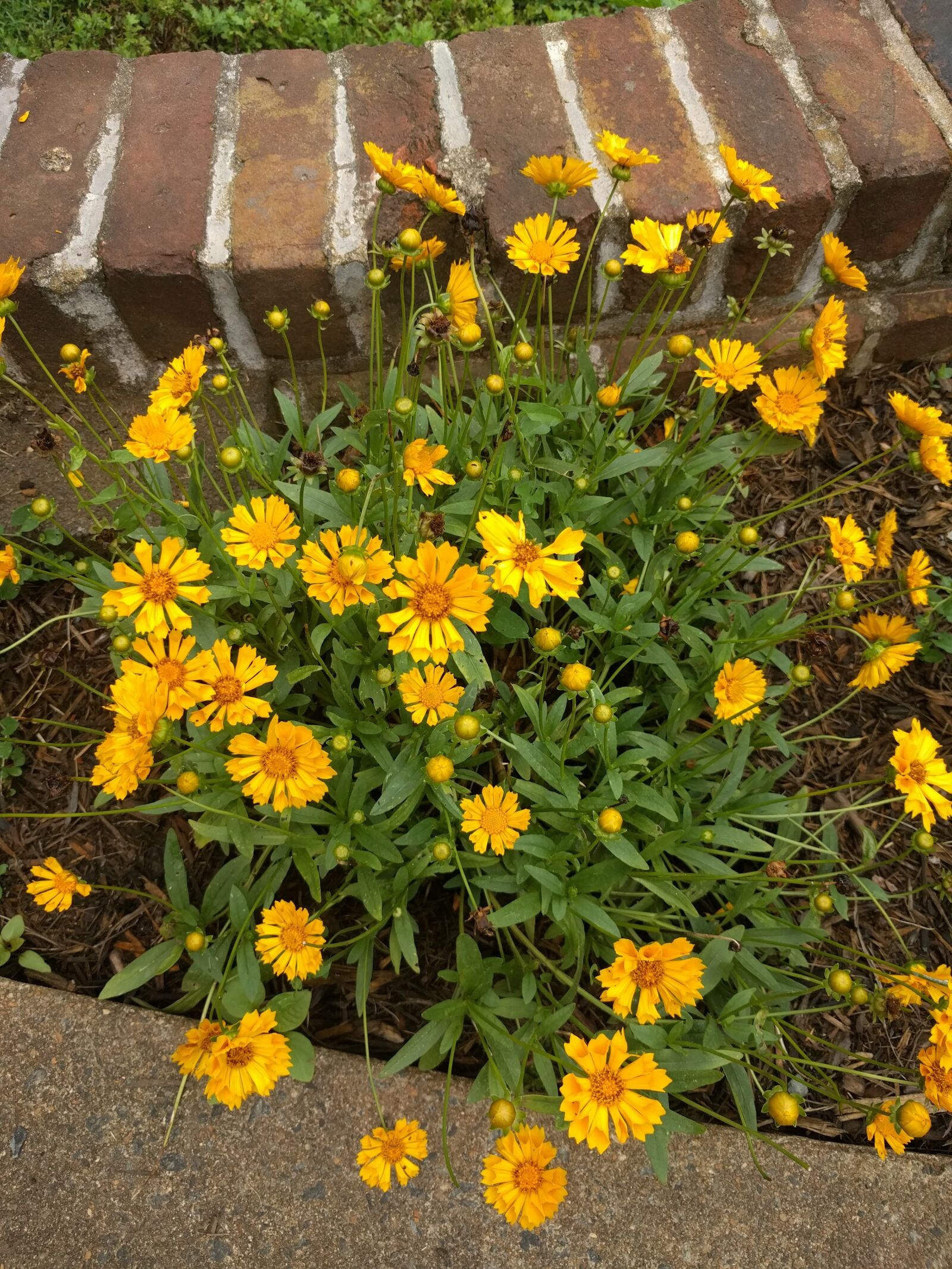 LG Nexus 5X sample photo. Flower, yellow, summer photography