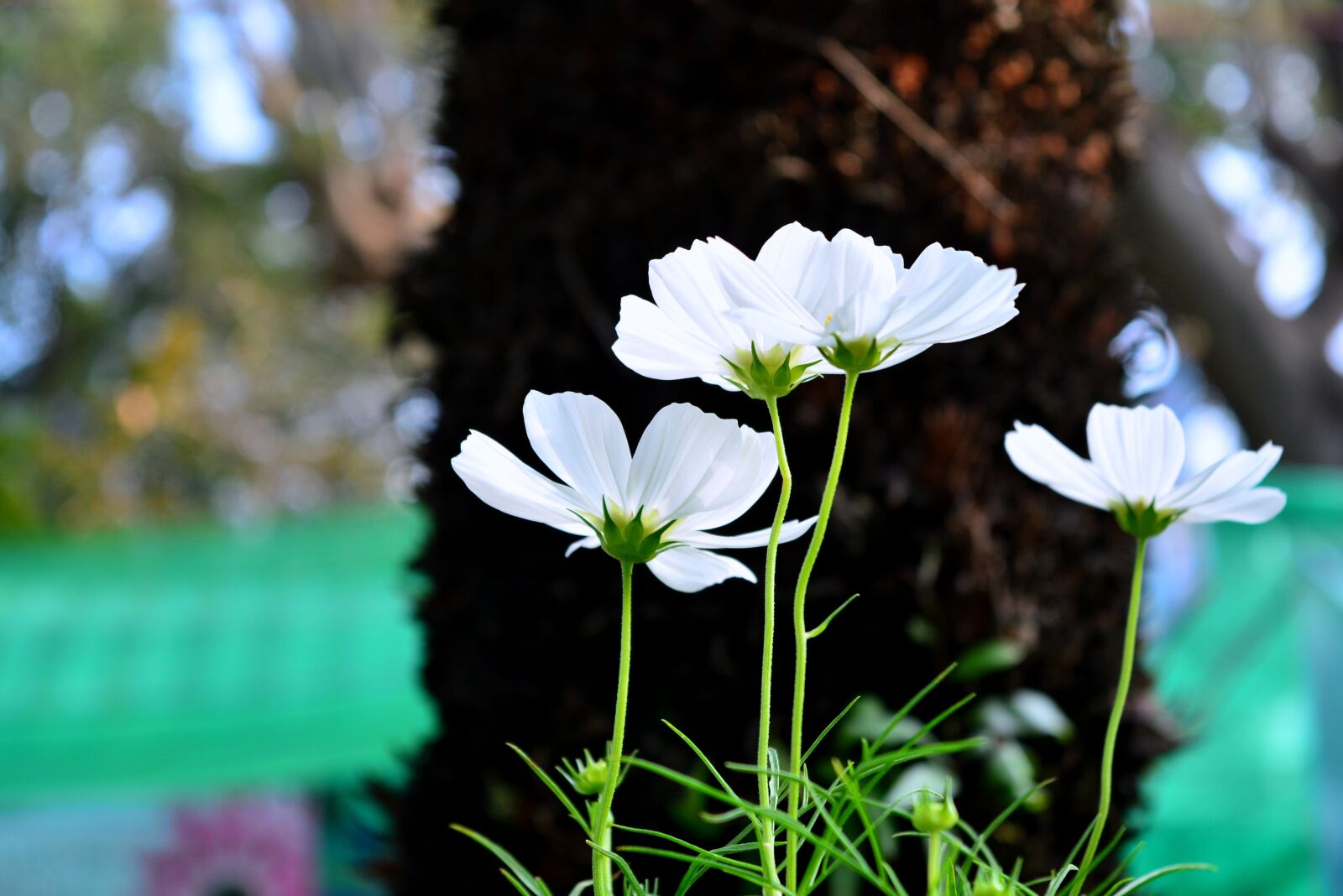 Nikon D5200 sample photo. Flower, white, garden photography