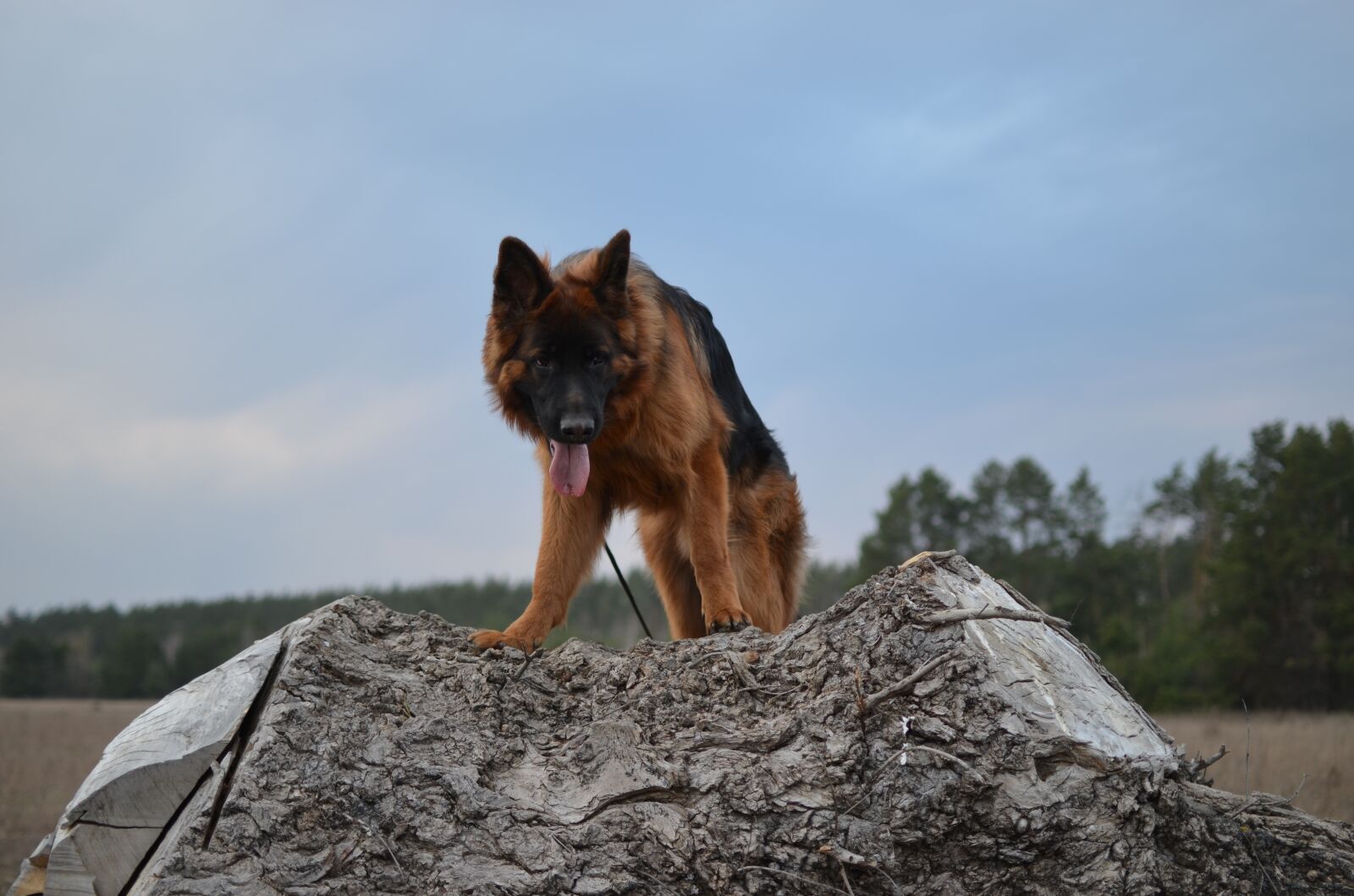 Nikon D5100 sample photo. Dog, shepherd, animals photography