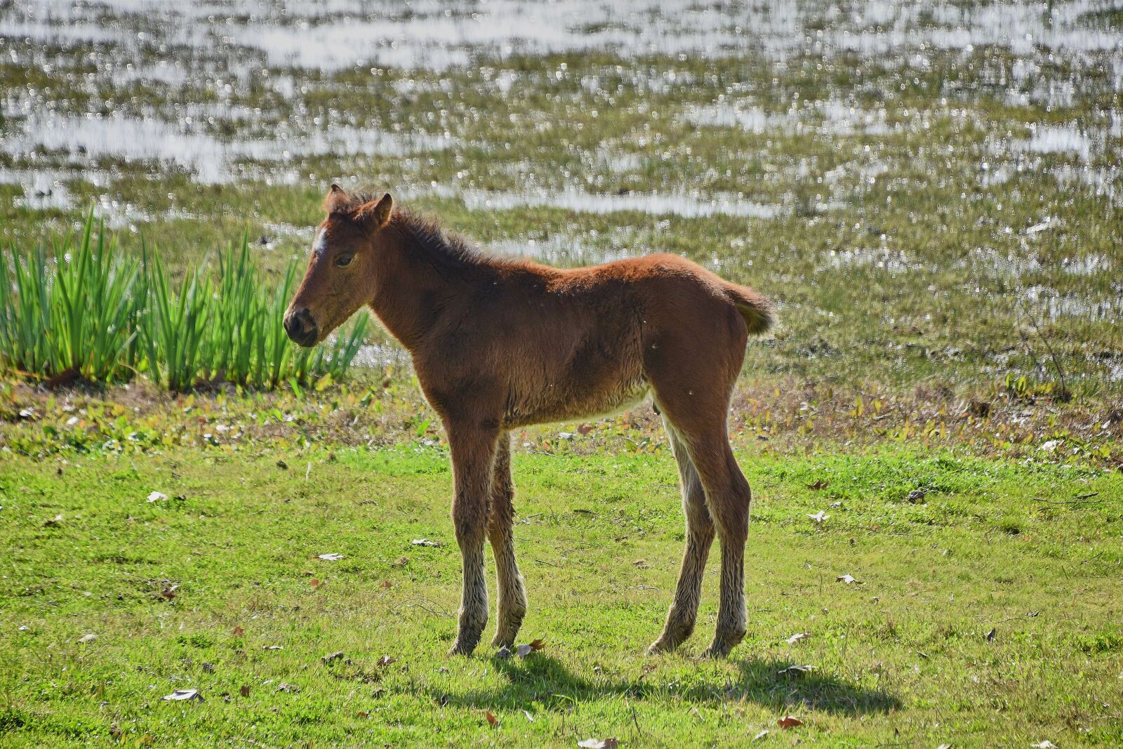 Nikon D7200 sample photo. Marsh, colt, water photography
