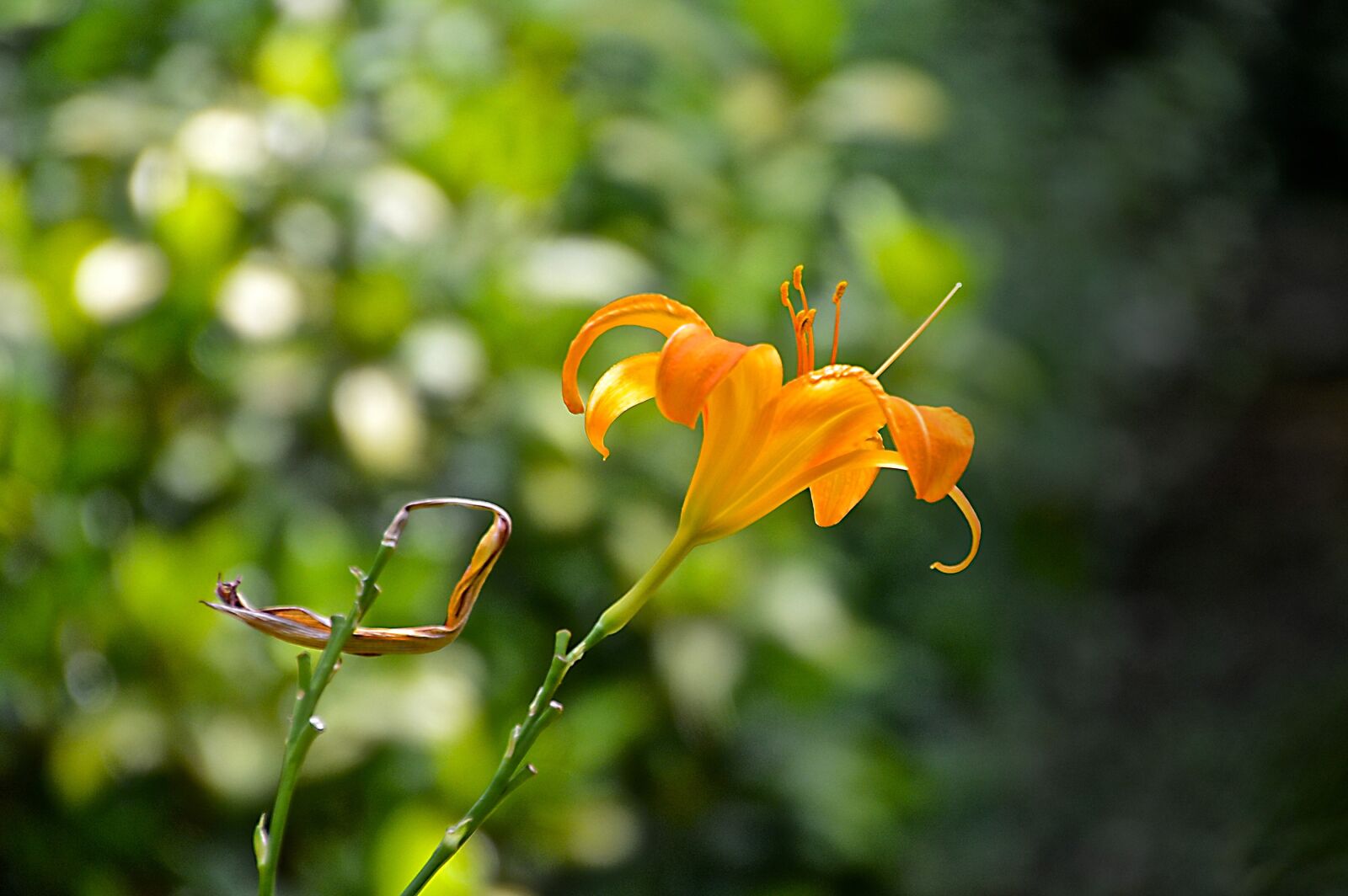 Nikon D3200 sample photo. Flourished, summer, sun photography