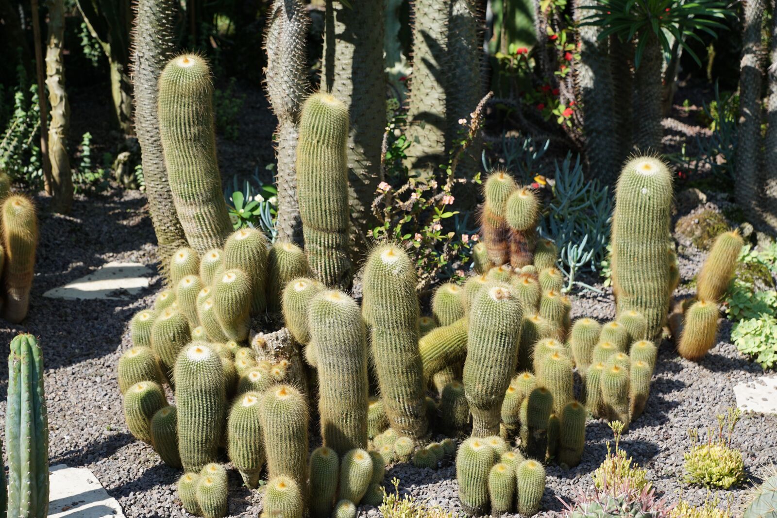 Sony DT 16-50mm F2.8 SSM sample photo. Cactus, green, plant photography
